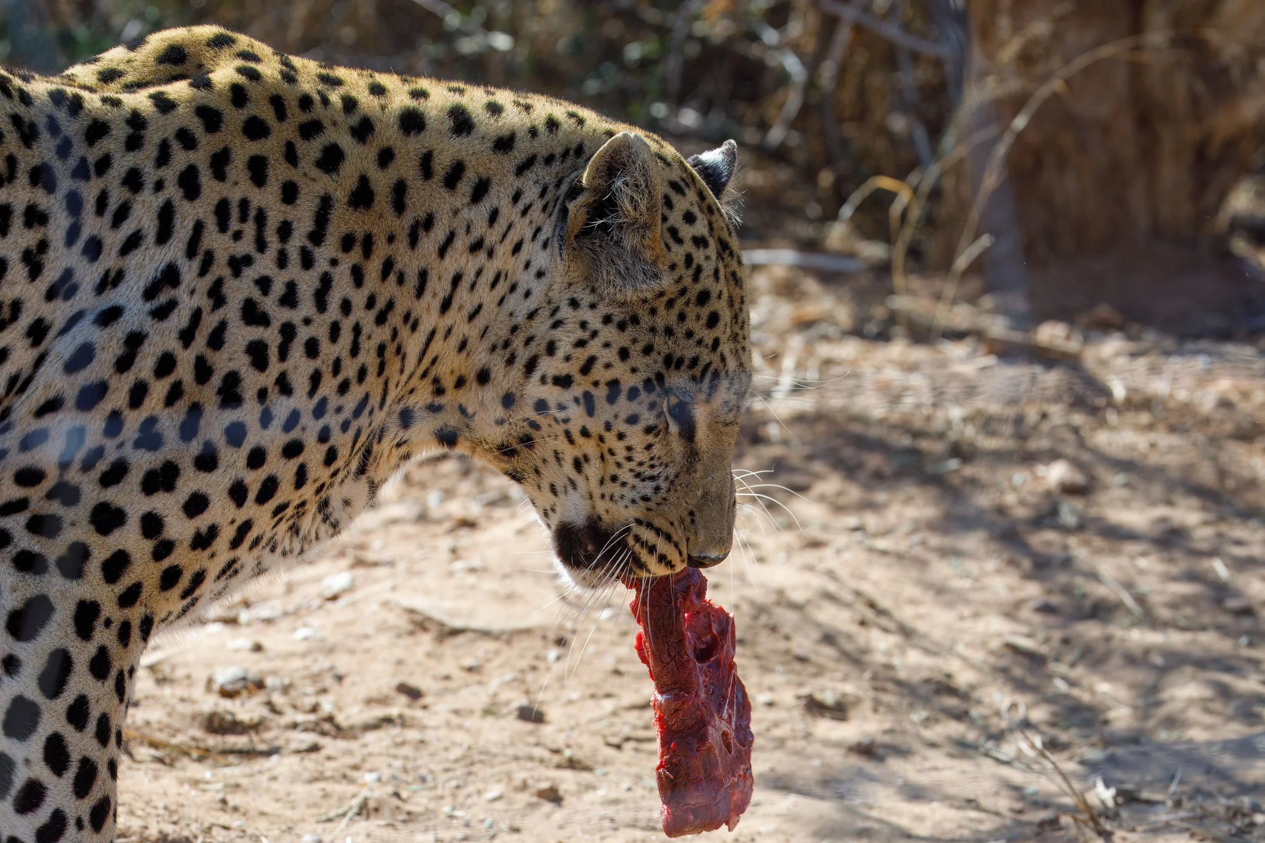  Zebra was on the menu today, and they were definitely ready for lunch 