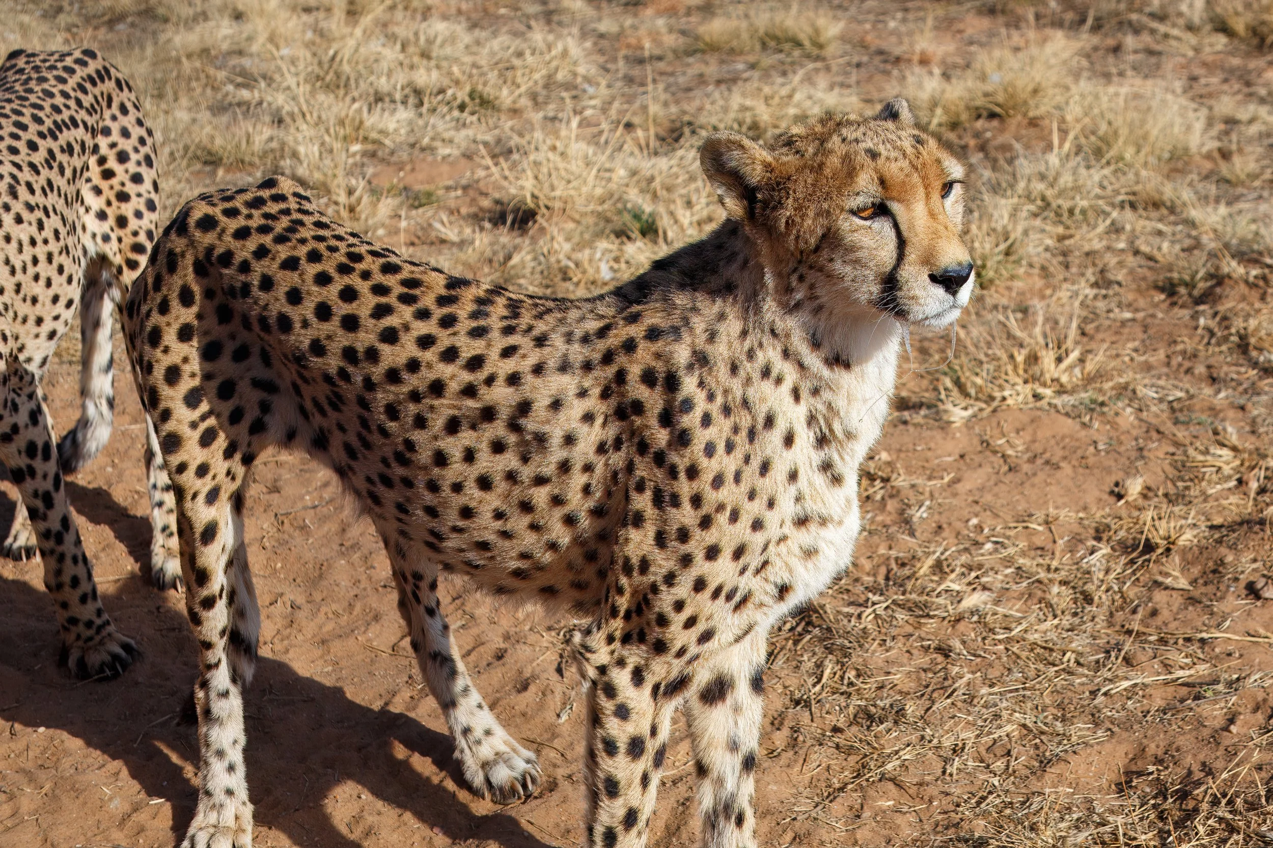  These cheetahs had a special benefactor.  Angelina Jolie is bankrolling the care of Shiloh, Wonder, and Odyssey, and occasionally visits. 