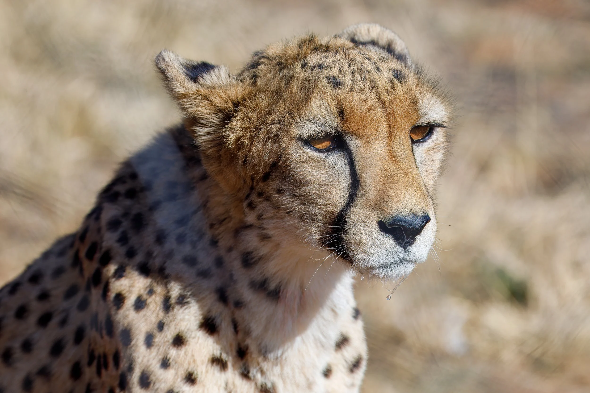 Our next stop on the tour was the cheetah pen, looking very majestic 