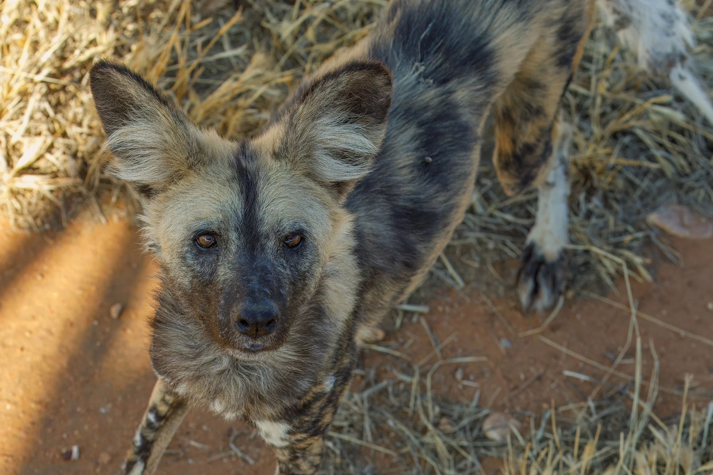  The African wild dog wasn’t quite as scary, but I still didn’t want to get in the cage 