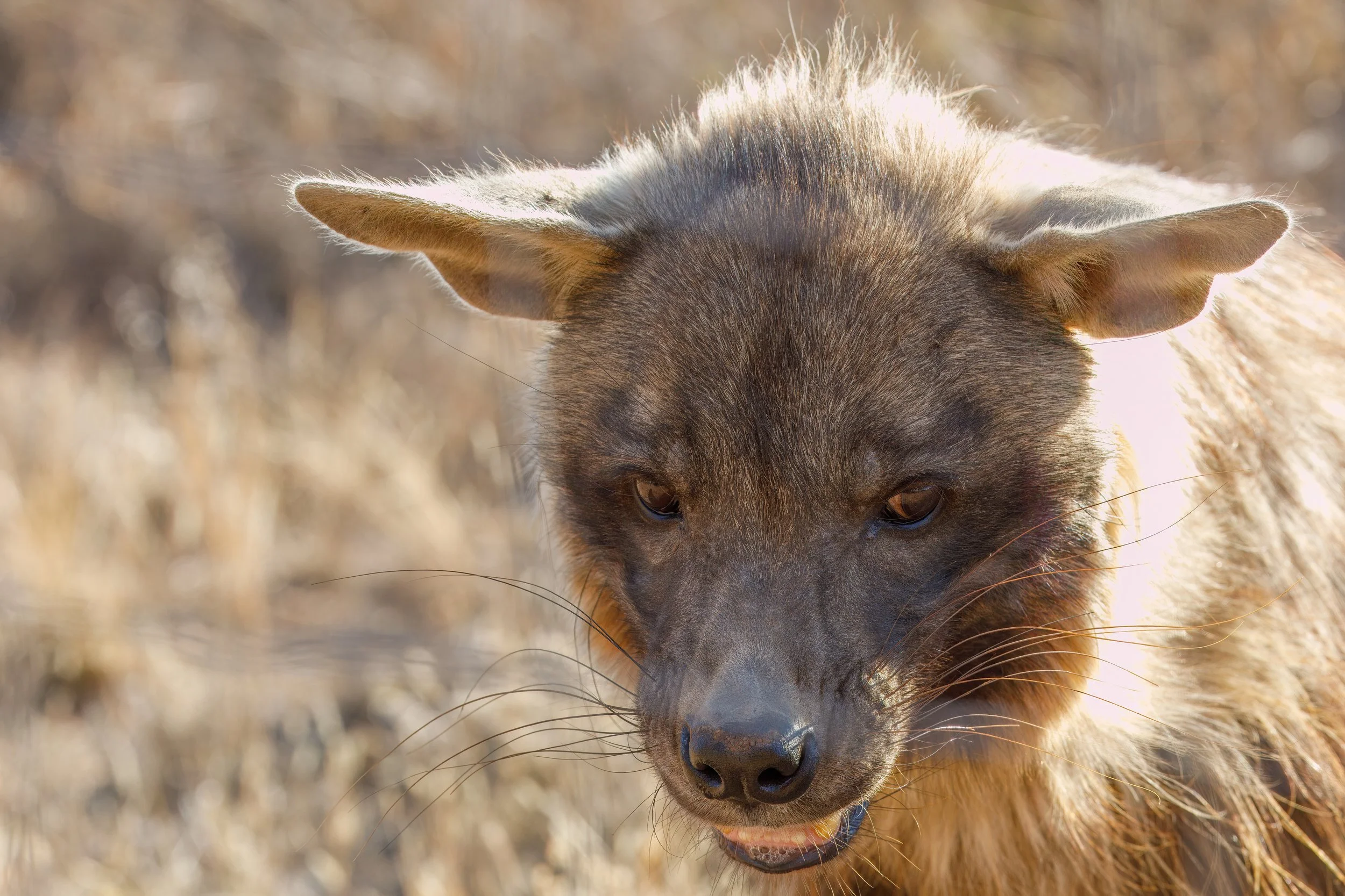  Strangely the hyena was one of the more scary animals we visited.  It was very hungry and based on the loud “laugh” didn’t seem to care what was on the menu. 