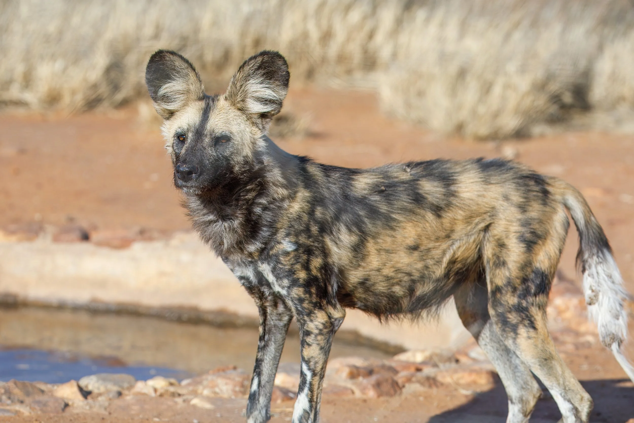  Beautiful spotted coat unique to the wild dog species 