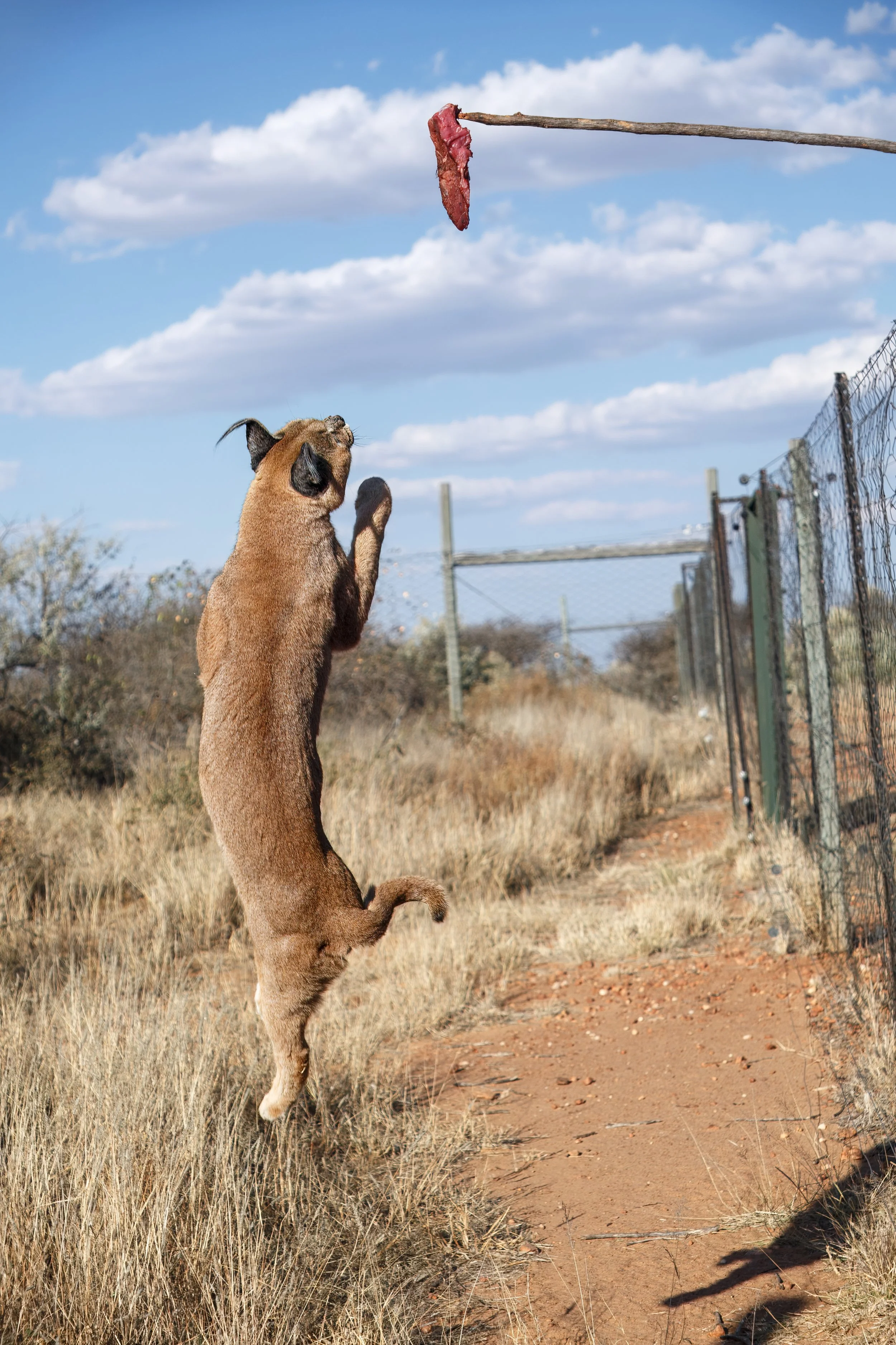  Once they surfaced, they proved more interested in “hunting” for their food 