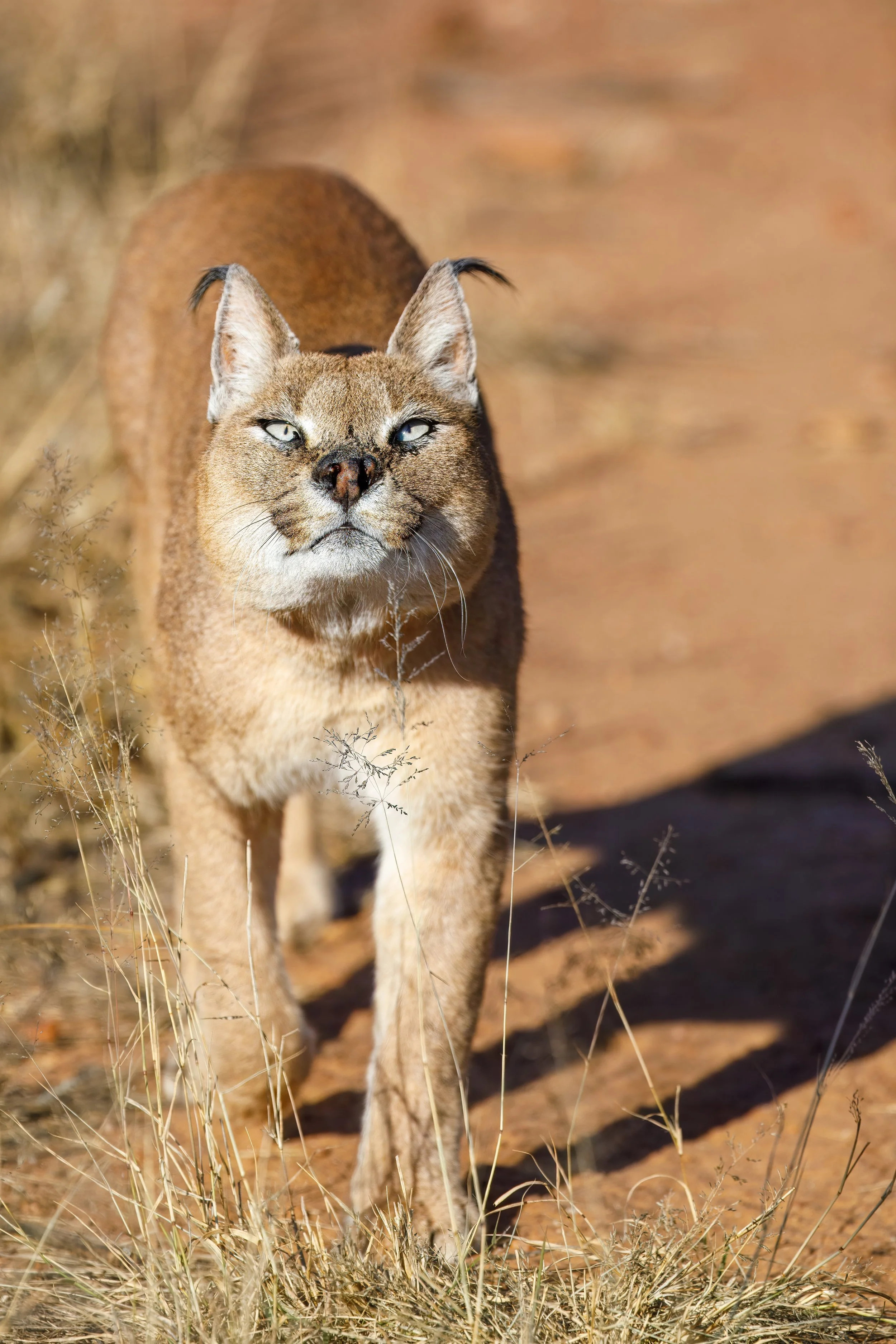  I was not familiar with the caracal breed of cats until this visit.  This one was very shy, and had to be coaxed out for feeding time, by our guide entering the fenced area. 