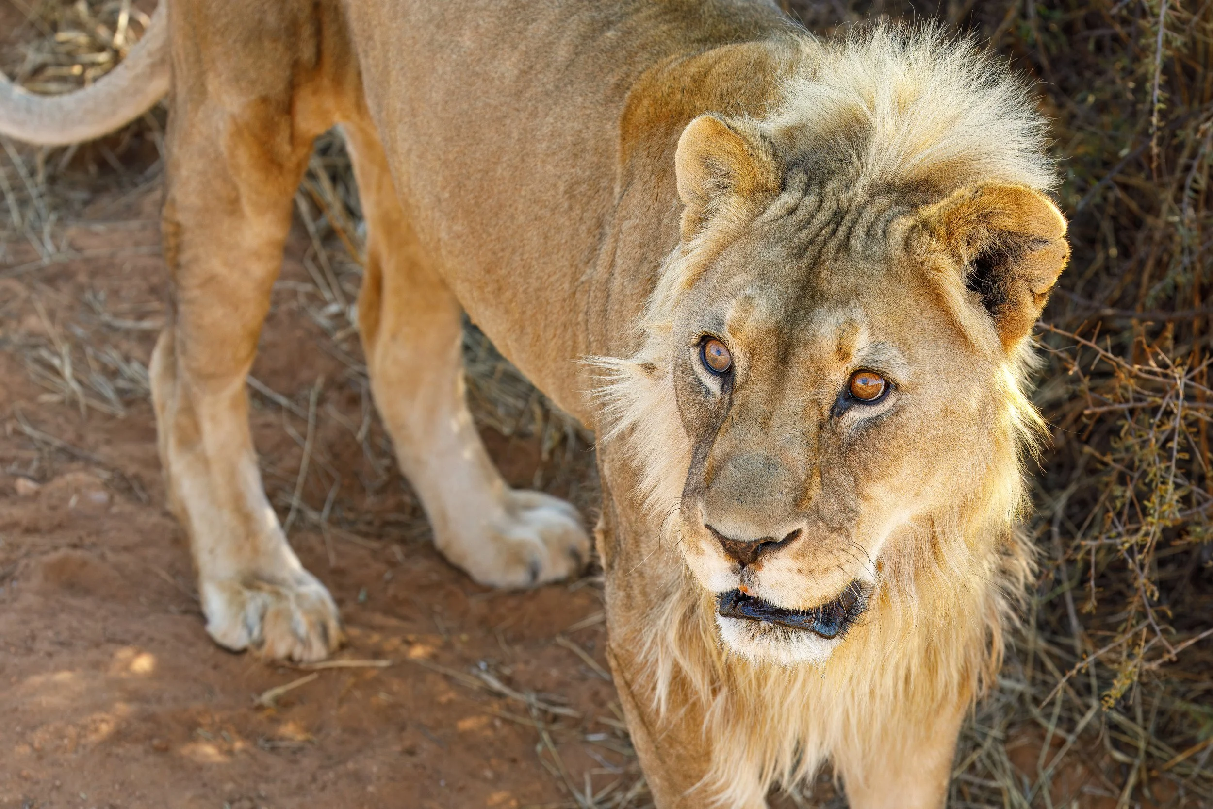  The lion enclosure was our last stop, where we were informed that the fence was merely a deterrent and if they wanted to they were capable of escape. 