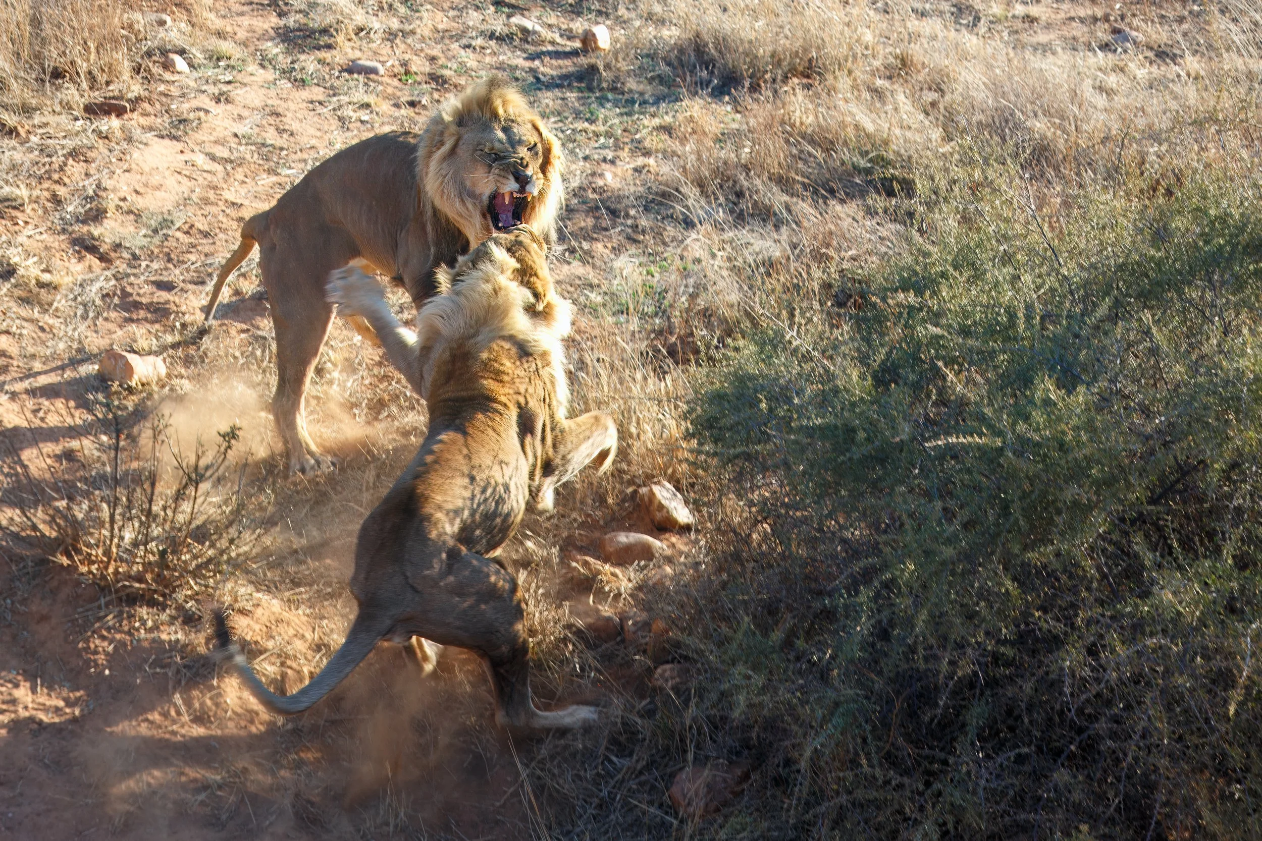  Feeding time can always create a bit of drama 