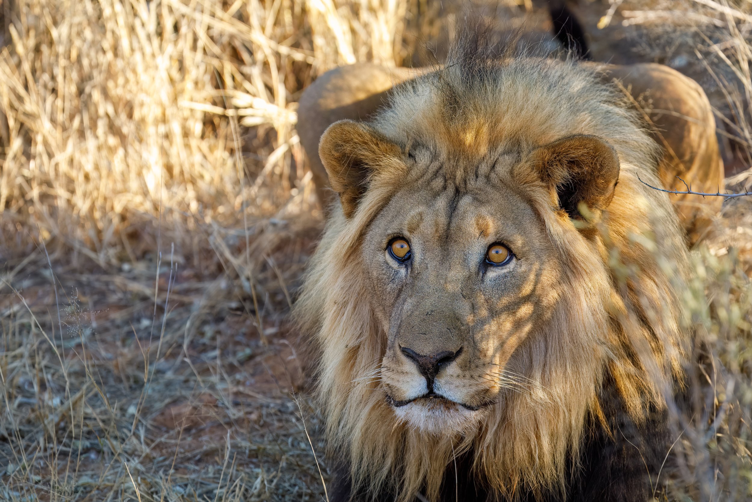  This female lion had actually developed the male characteristic beard, as she hadn’t had any cubs 