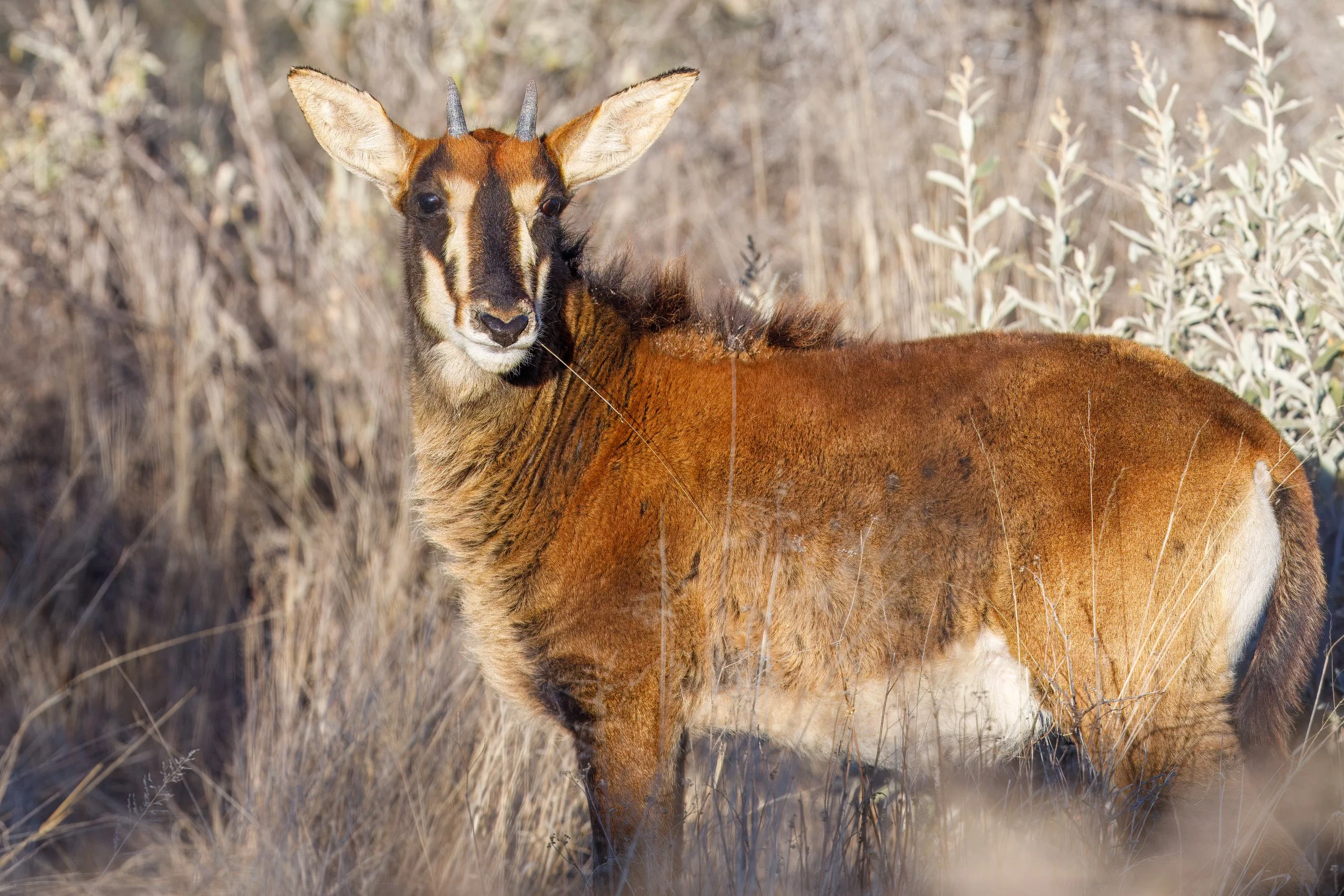  After the tour, on our way back to our cabin, we had our first sighting of a sable antelope 