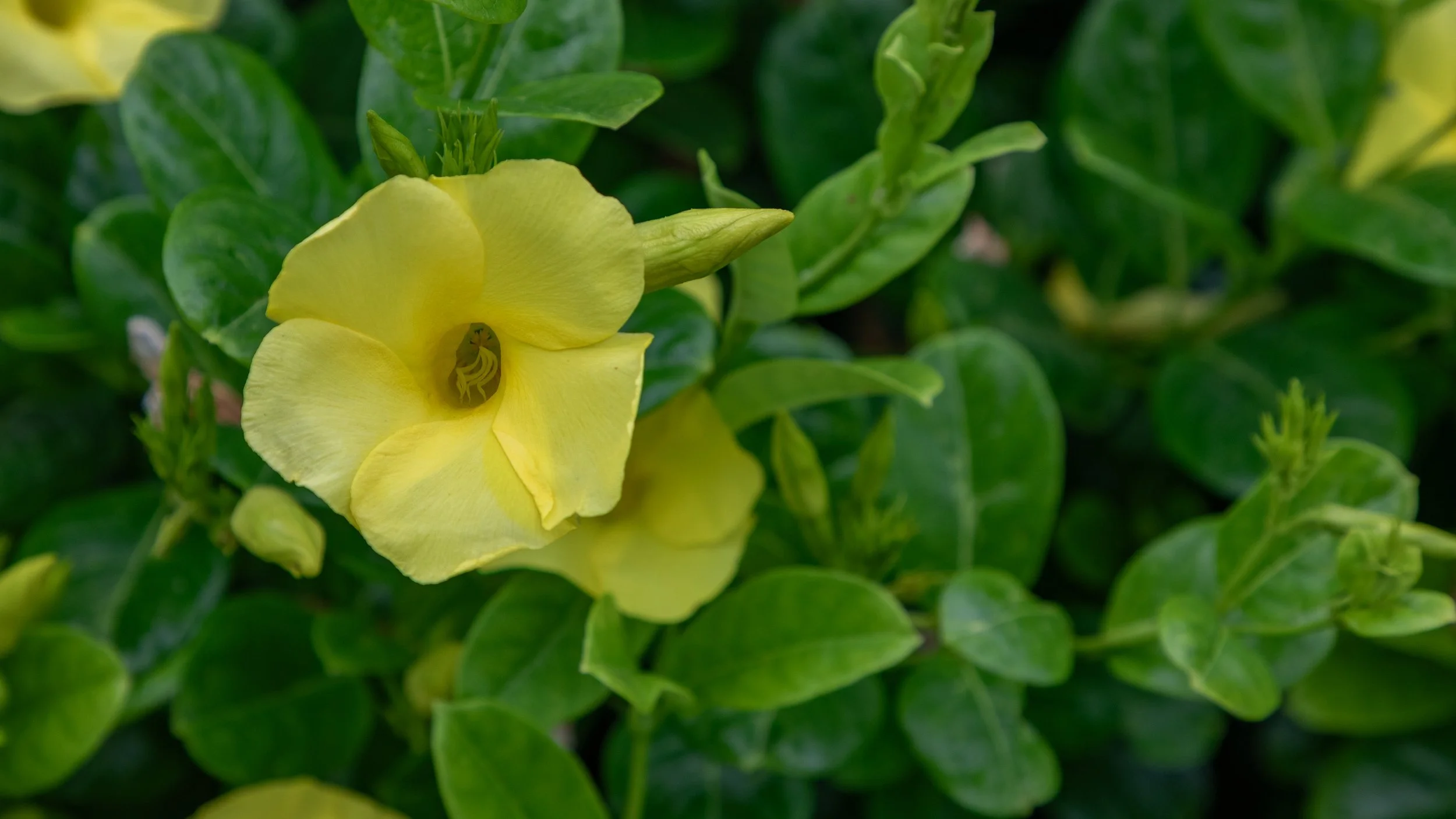  Wild Allamanda, a tropical evergreen vine widely grown as a garden ornamental across Barbados 