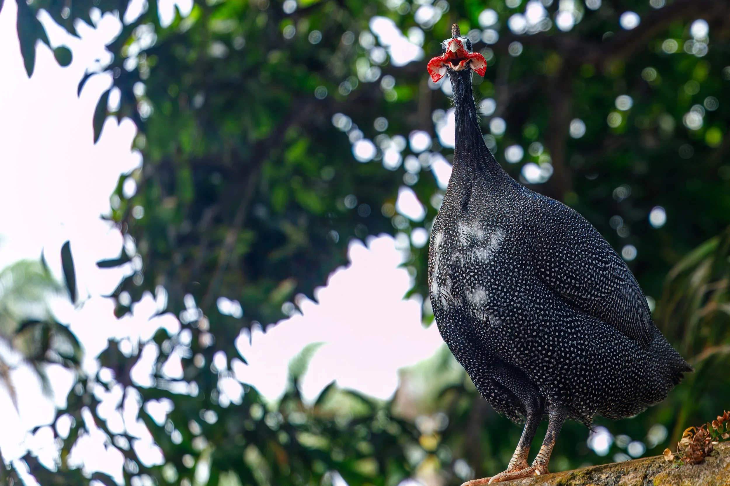  Helmeted guinea fowl get their name from the bony “helmet” on top of their head, called a casque 