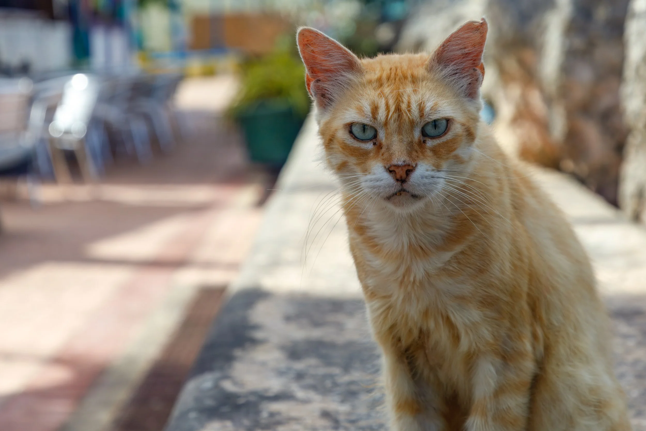  Local cat looking for a little attention 