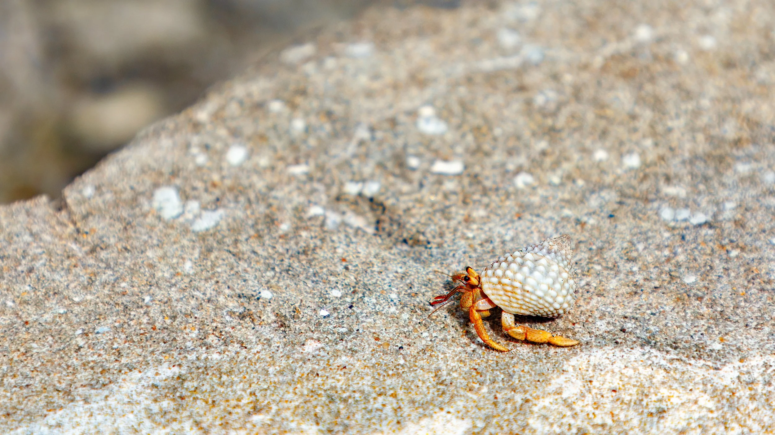  Hermit crab a little far from the beach 