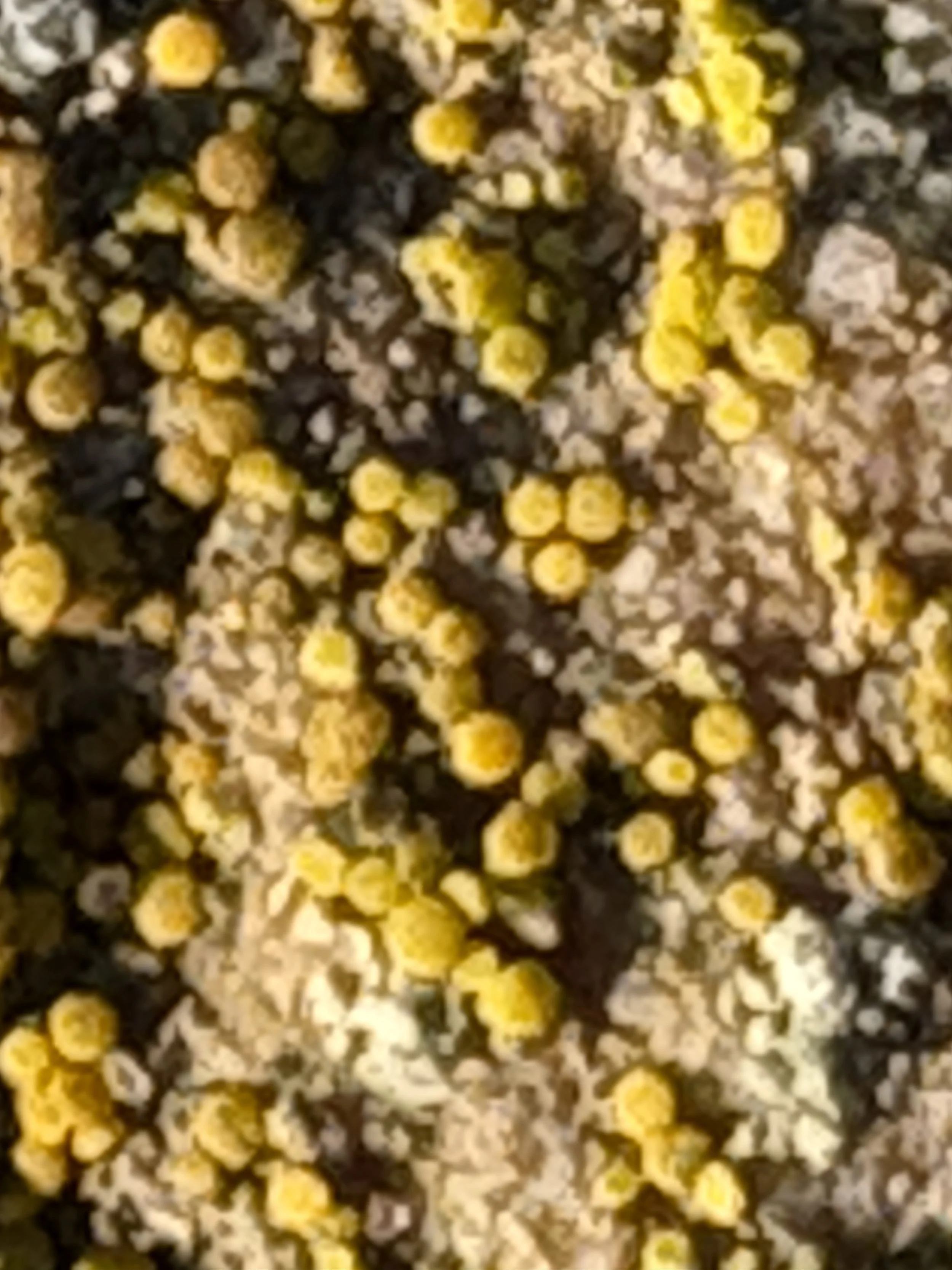  Using my cellphone zoom you can see the small living organisms 