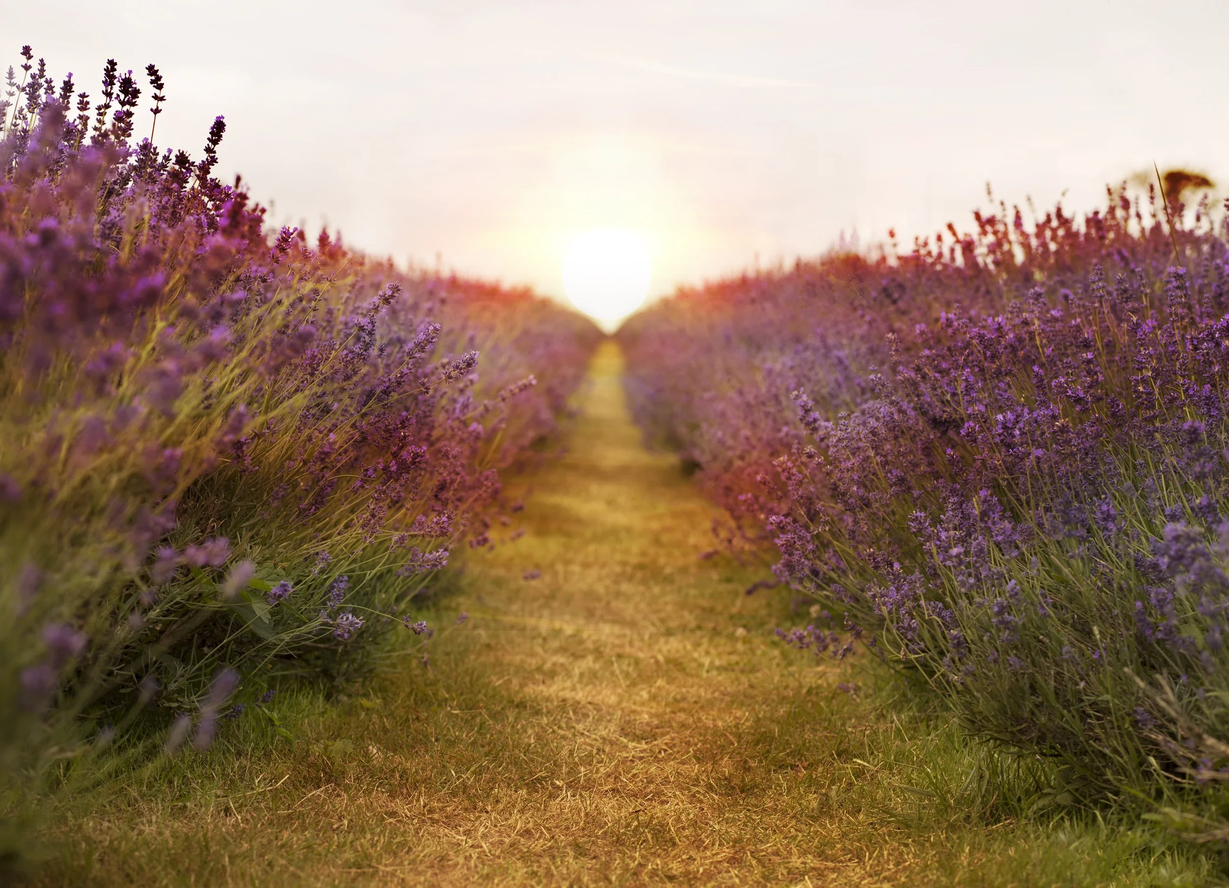 lavender-2706911.jpg