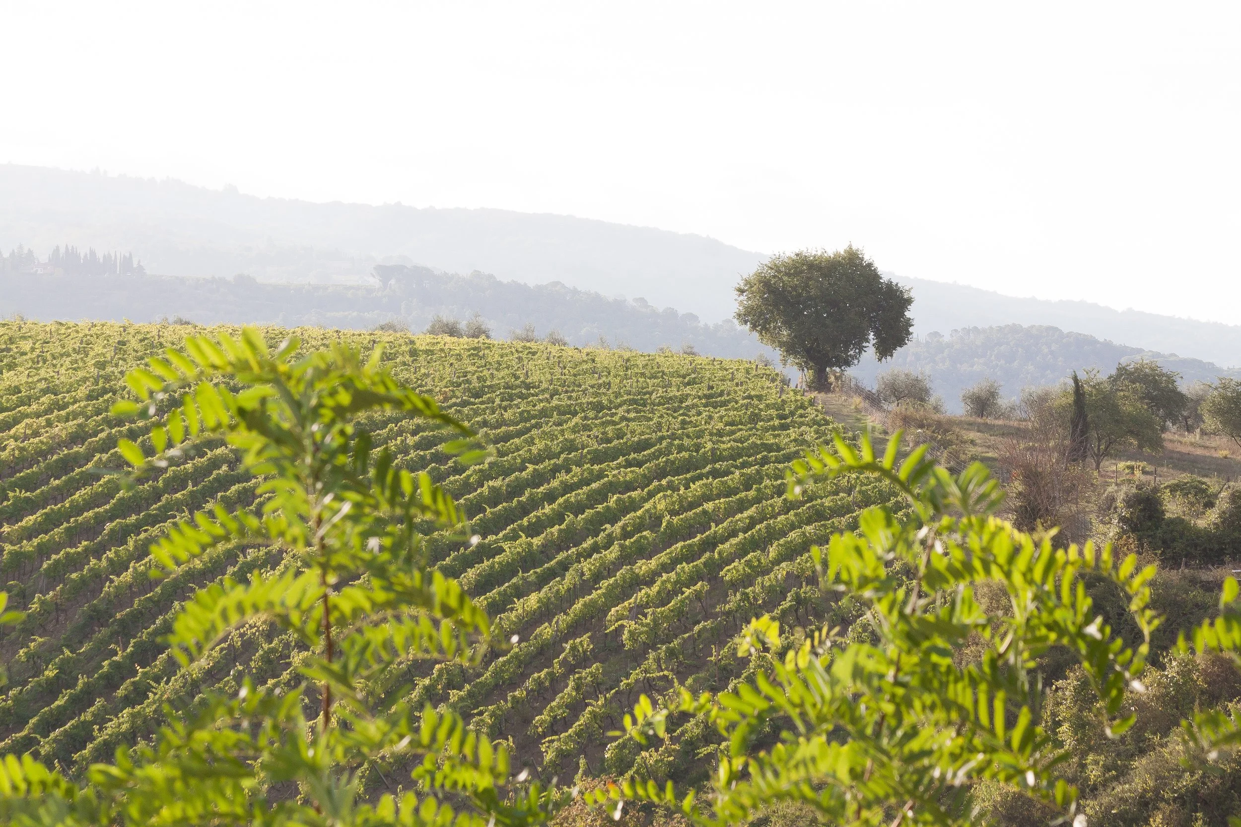 vineyard-989281.jpg