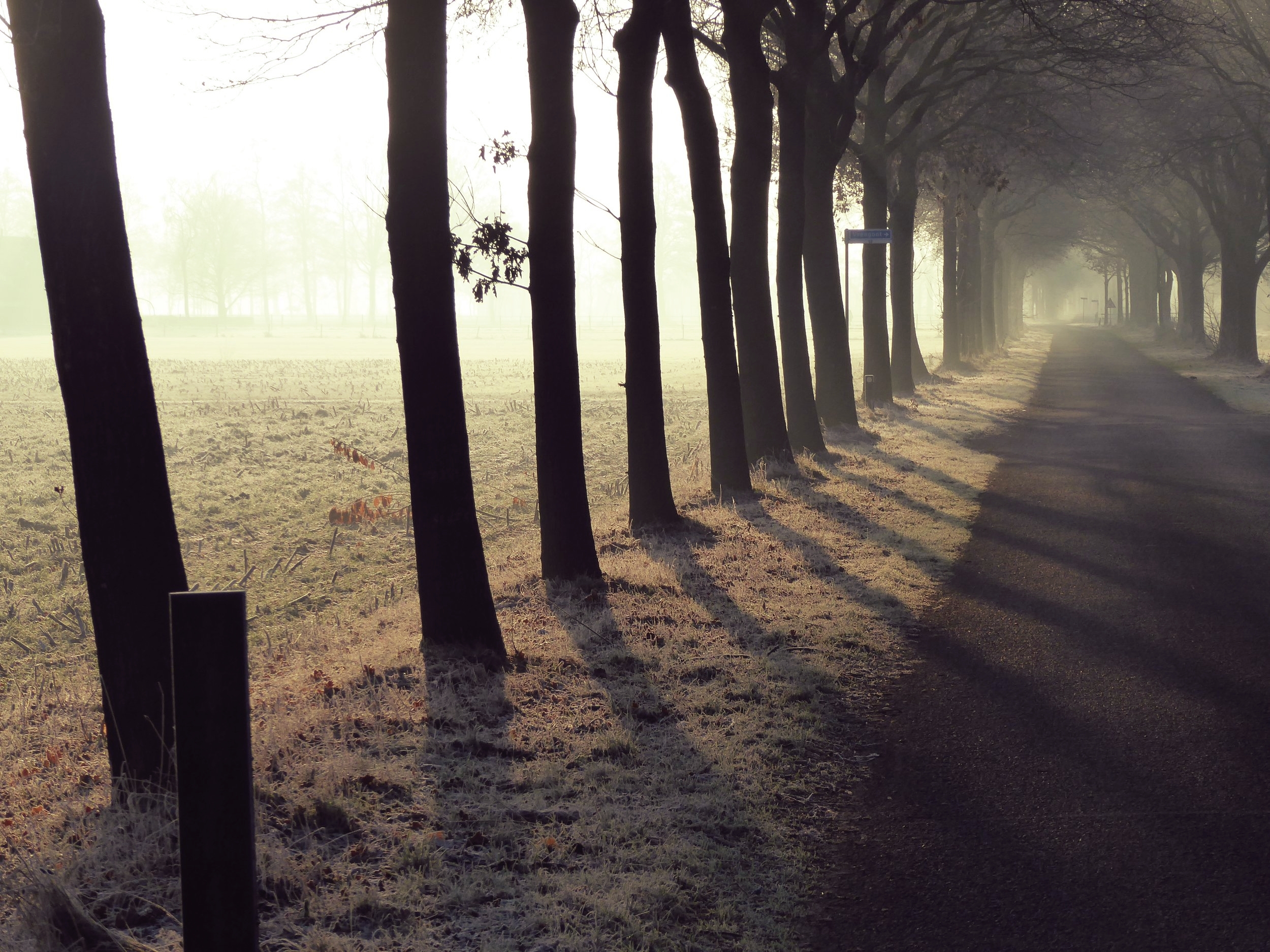 row-of-trees-2168579.jpg