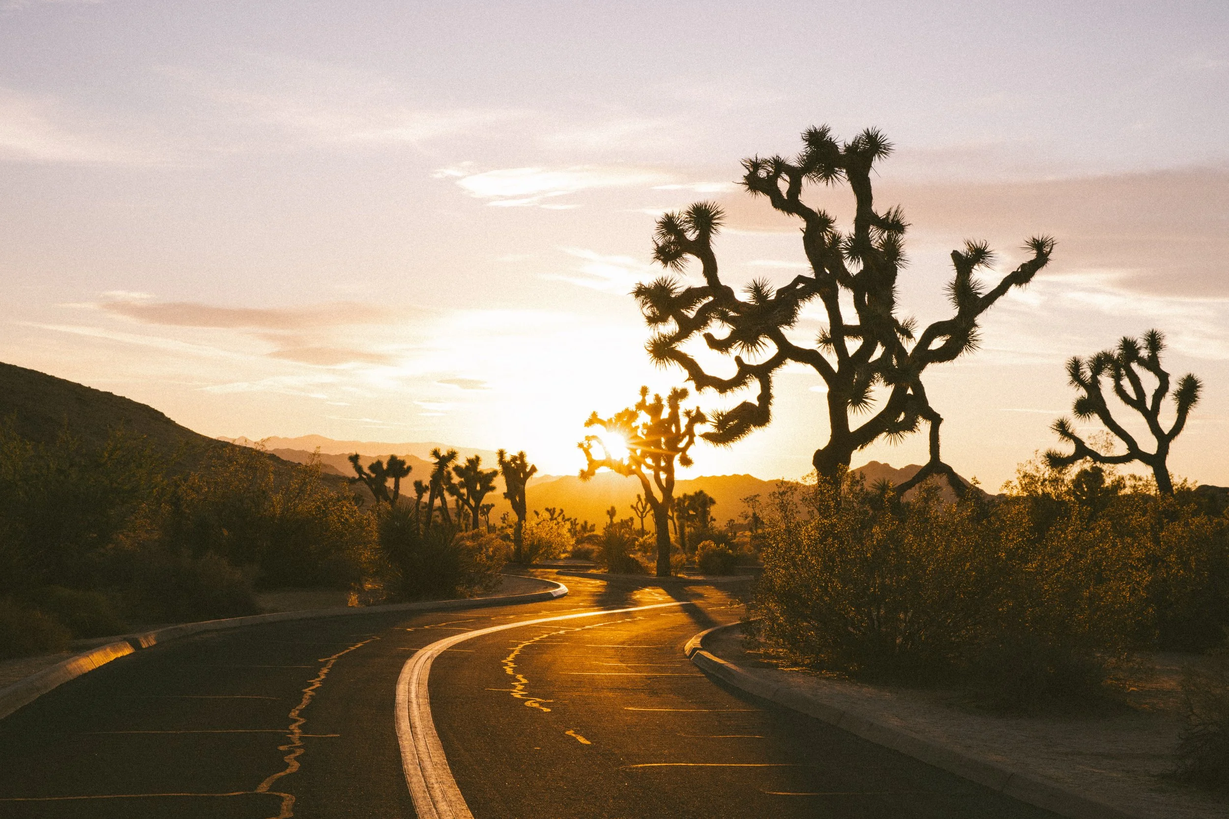 joshuatree-4929.jpg