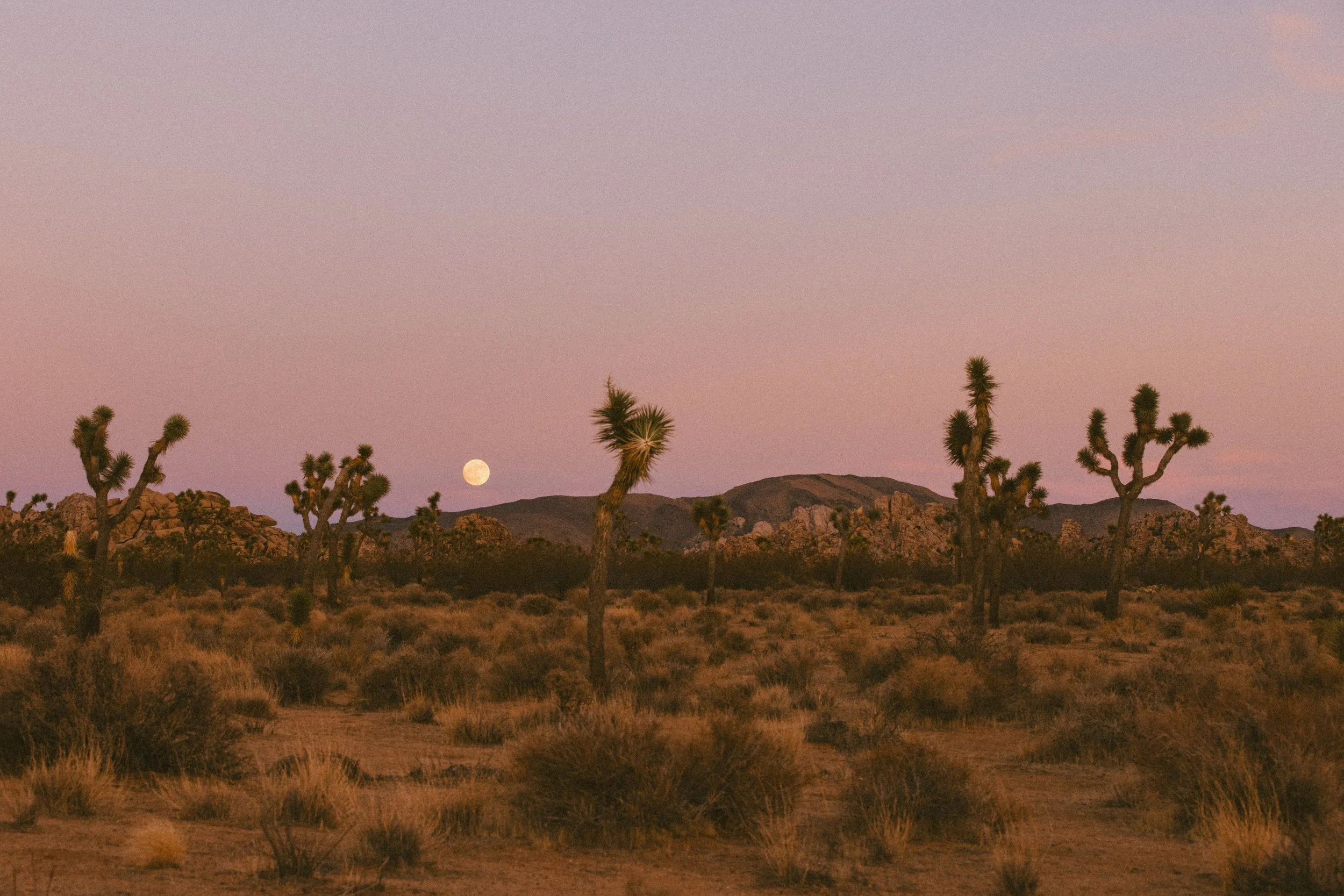joshuatree-5009.jpg