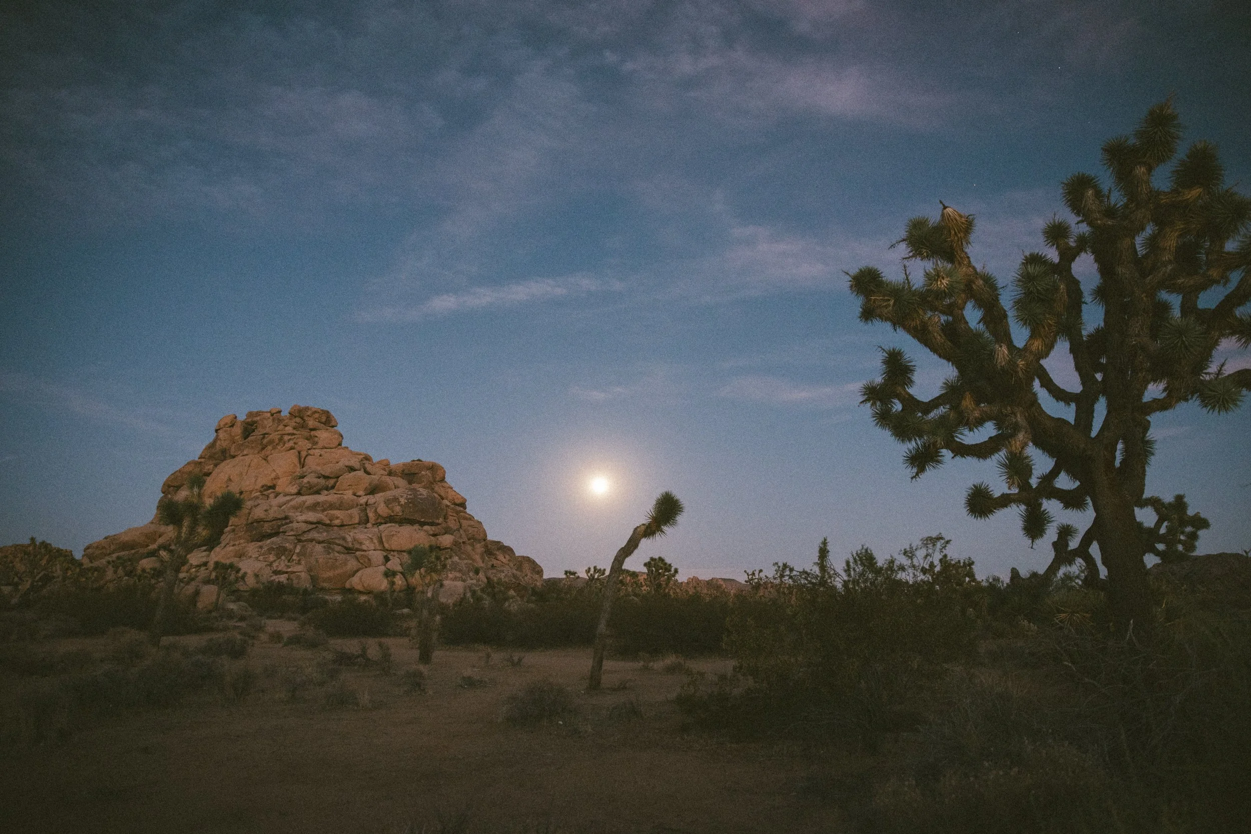 joshuatree-5114.jpg