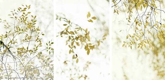 Thea Schrack, Branches, (triptych), 36”x72”, photo encaustic, courtesy of ArtHaus