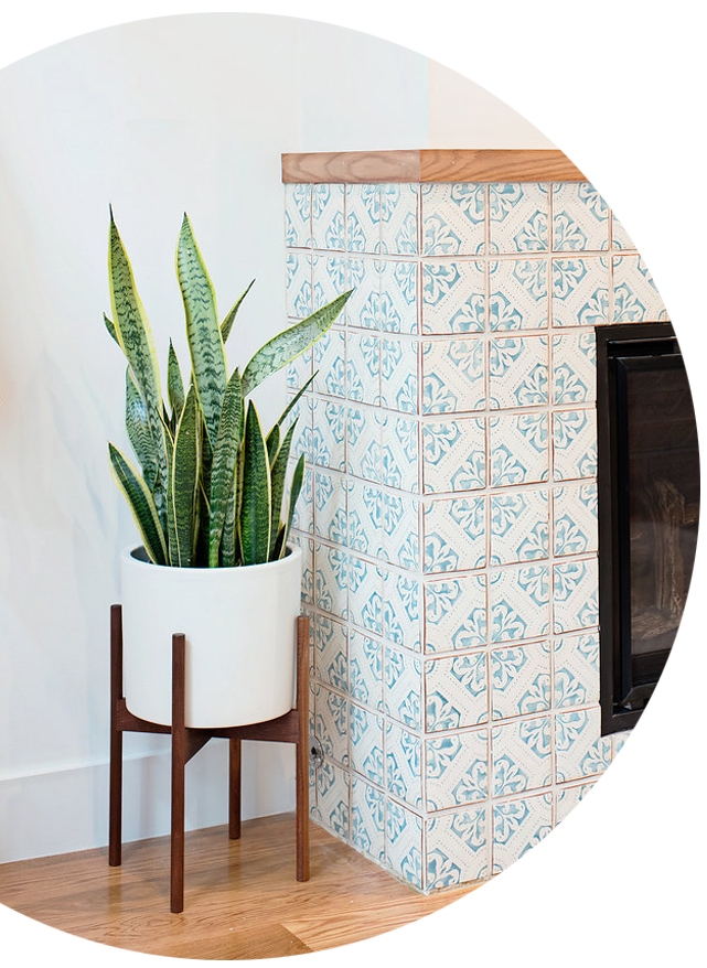 Regan Baker's Snake Plant in a tech office space