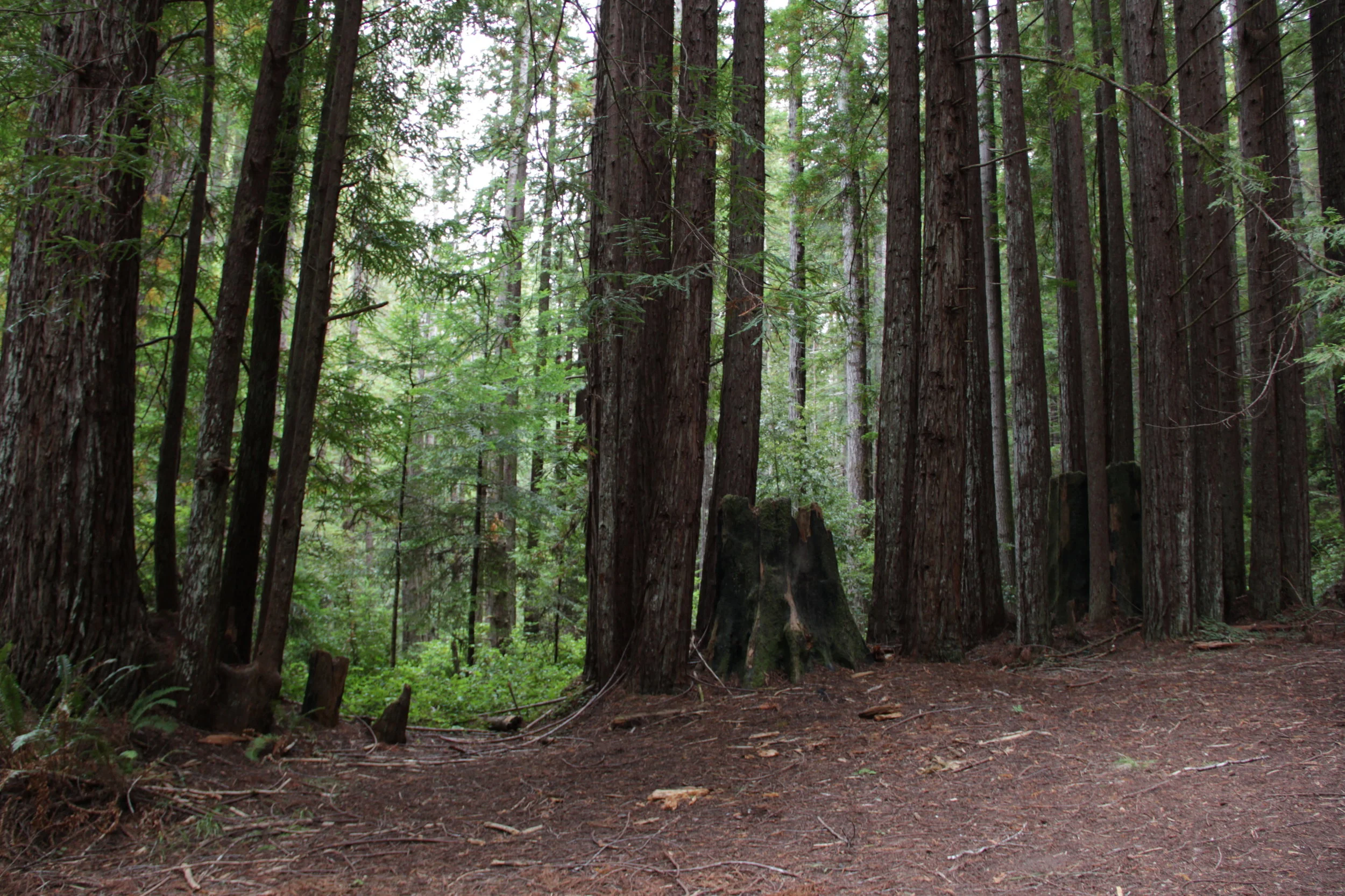  Photo taken as inspiration for scrims 