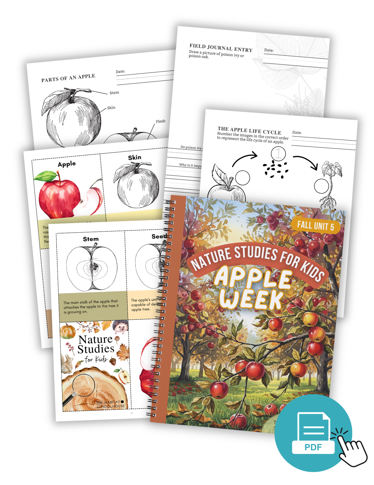 Apples - Autumn Week 5