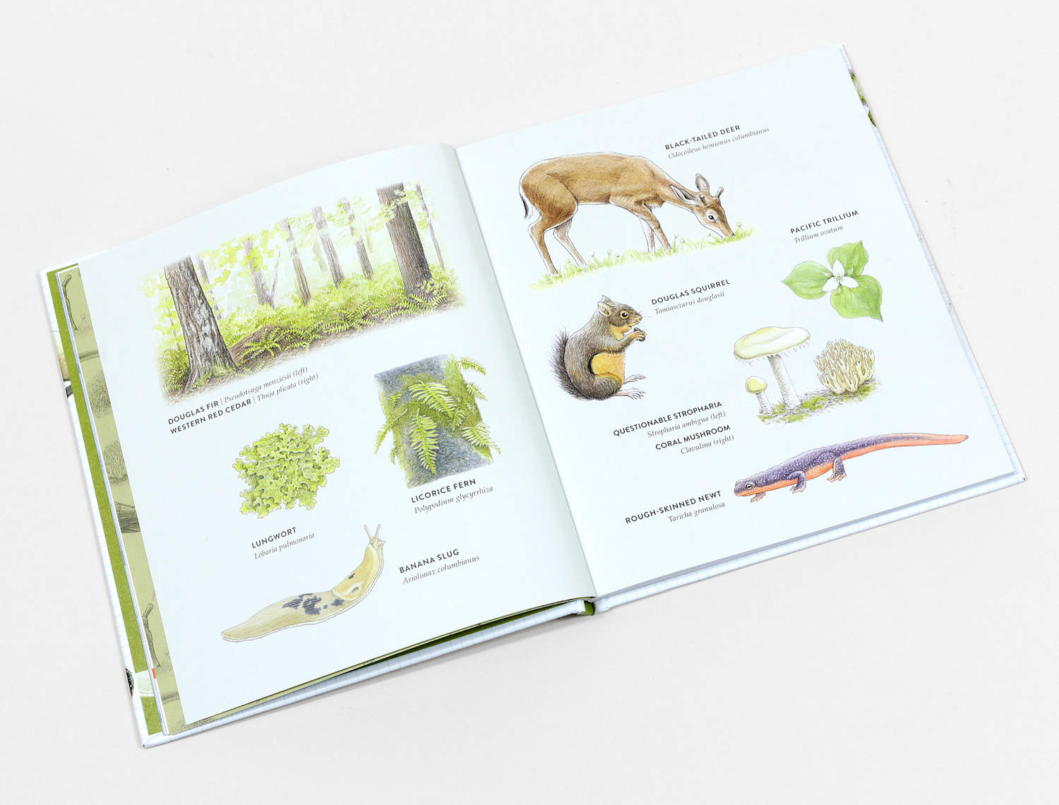 curious-kids-nature-guide-book-ADDITIONAL-590bd32e7a798-1500.jpg