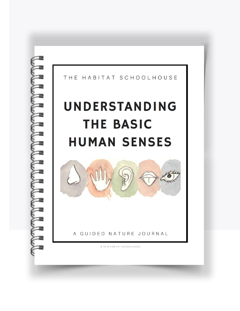 Senses Flashcards.png