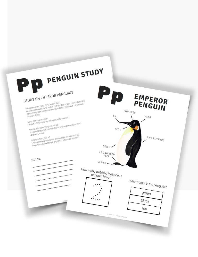 Penguin Study.png