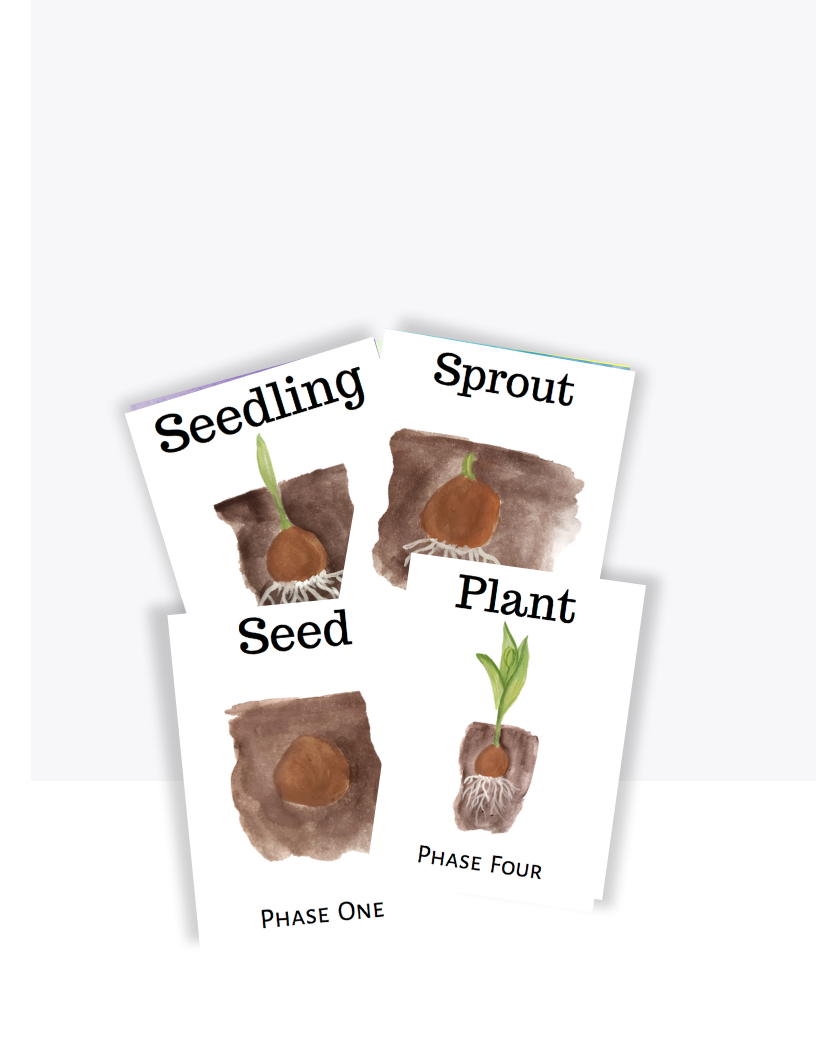 Plant Lifecycle Flashcards.png