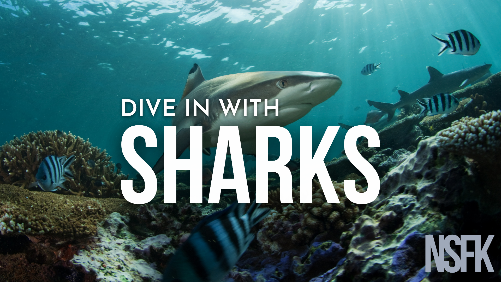 Shark Nature Study