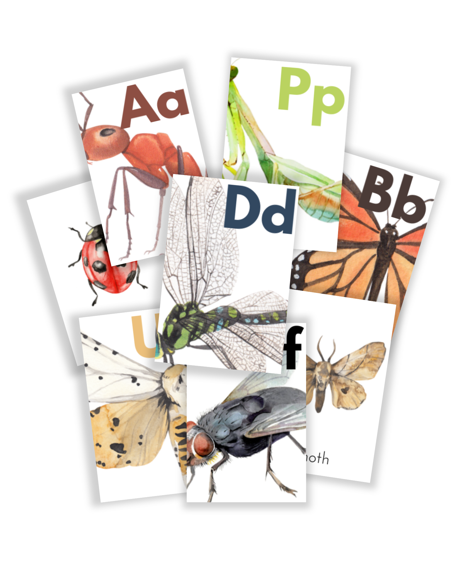 Bug Alphabet Cards (PDF)
