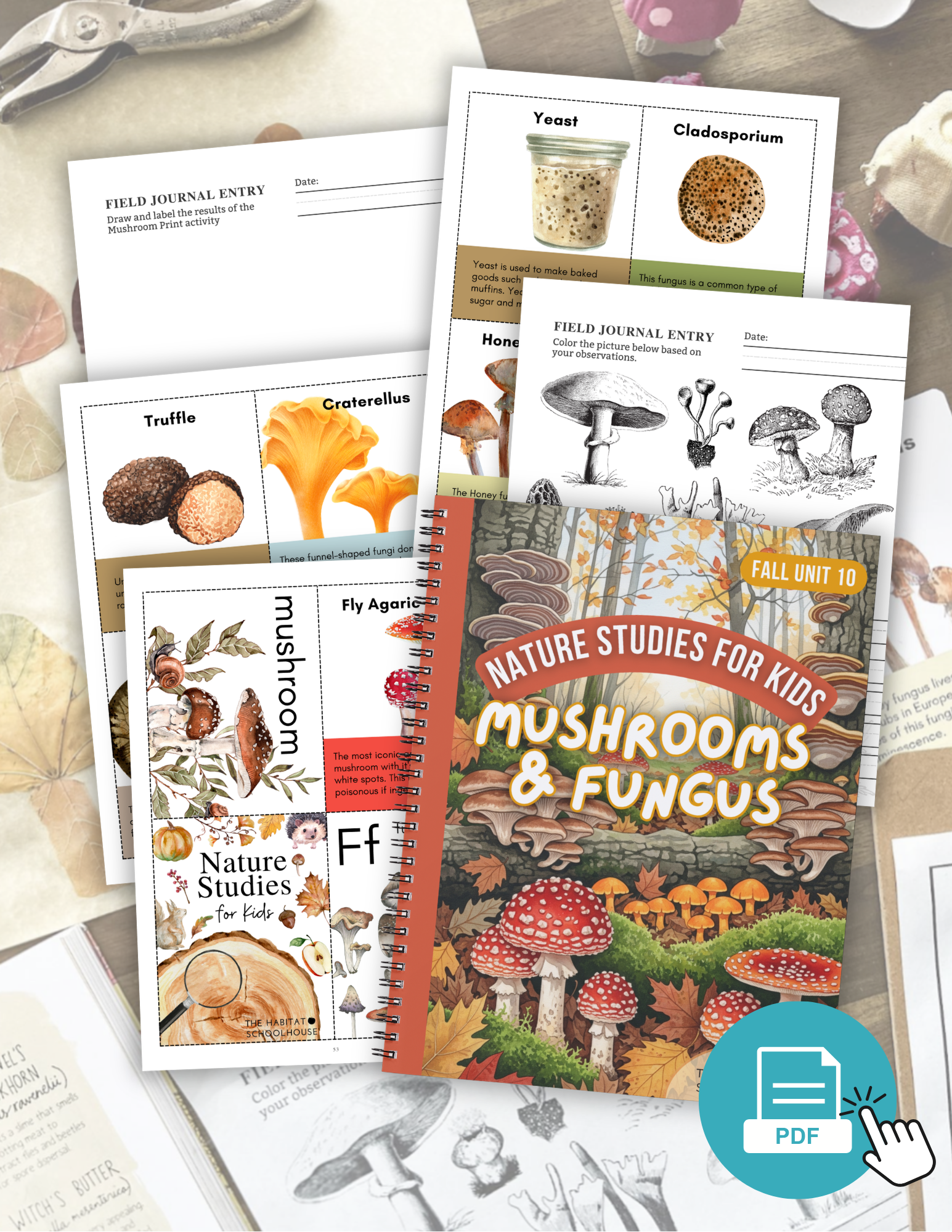 Mushrooms & Fungus - Autumn Week 10