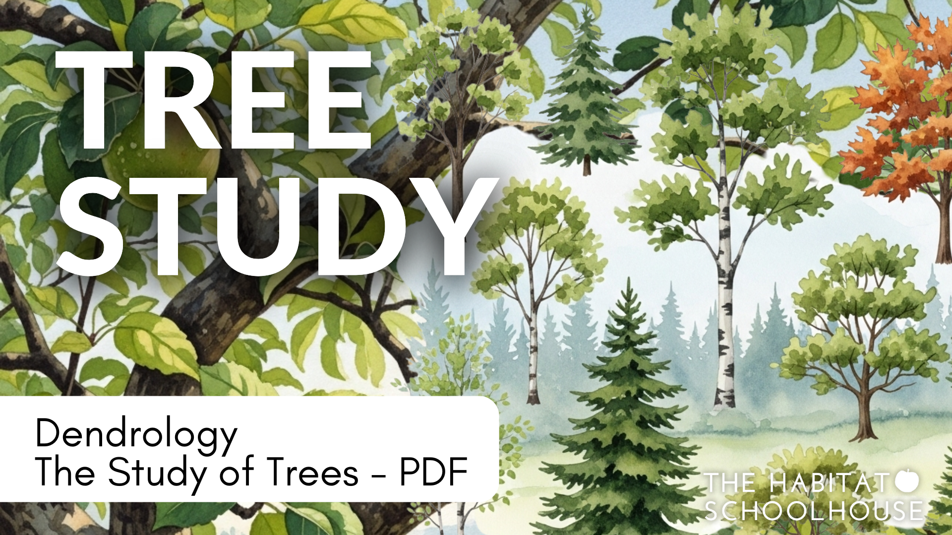 Become a Dendrologist: Discover the World of Trees — Habitat Schoolhouse