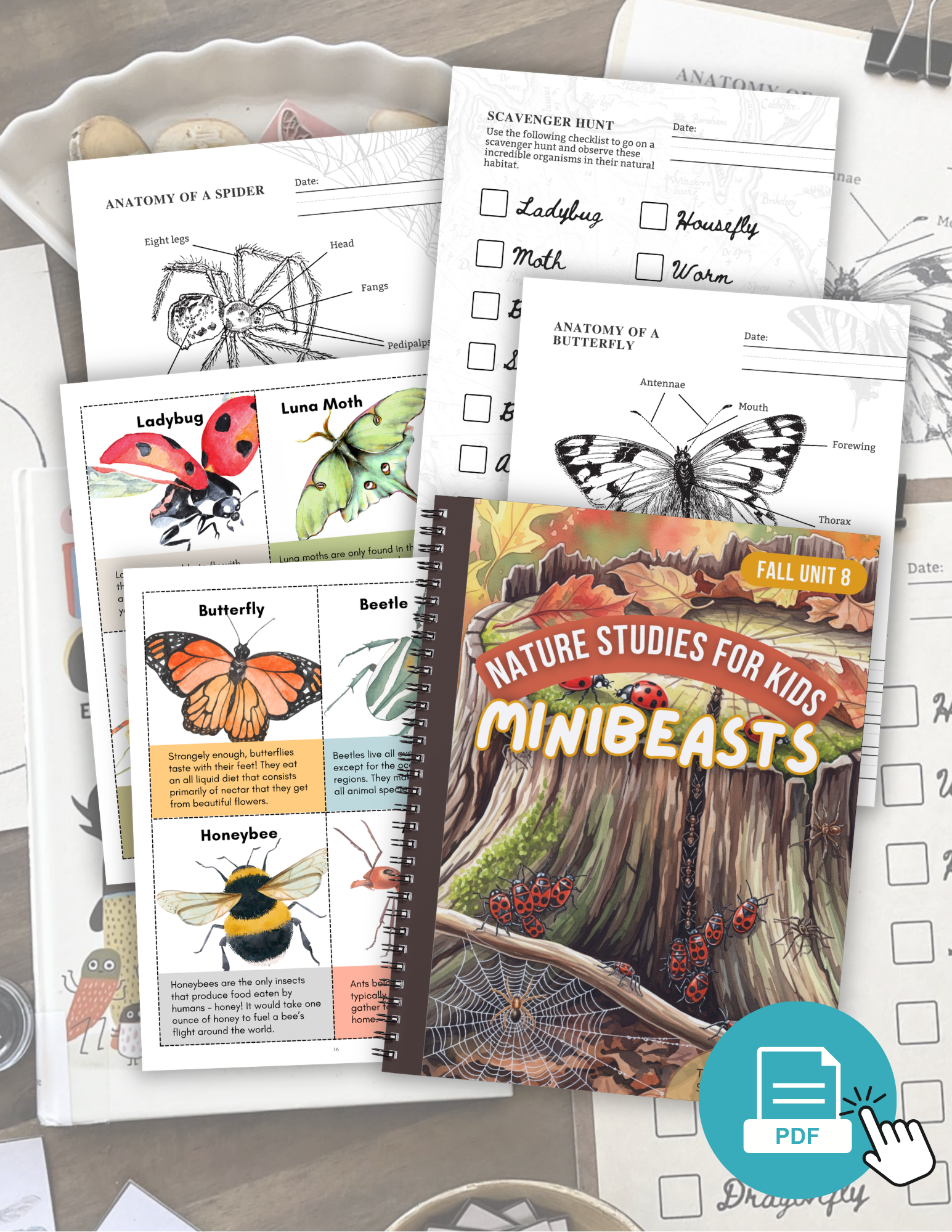 Minibeasts - Autumn Week 8