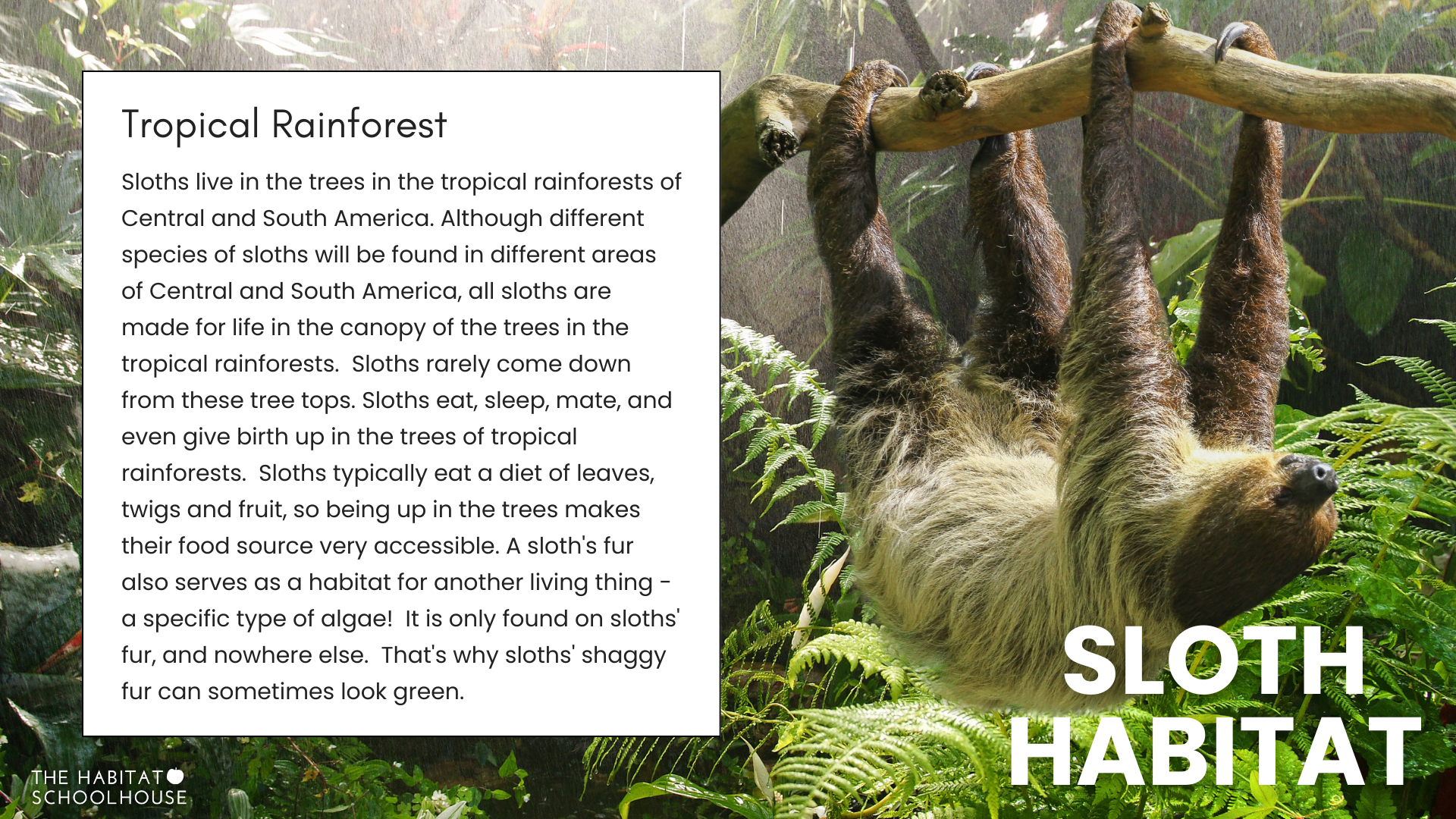 Sloths live in trees. Their habitat is the tropical rainforest. Sloths are vulnerable to habitat loss. It's crucial to protect the rainforest.
