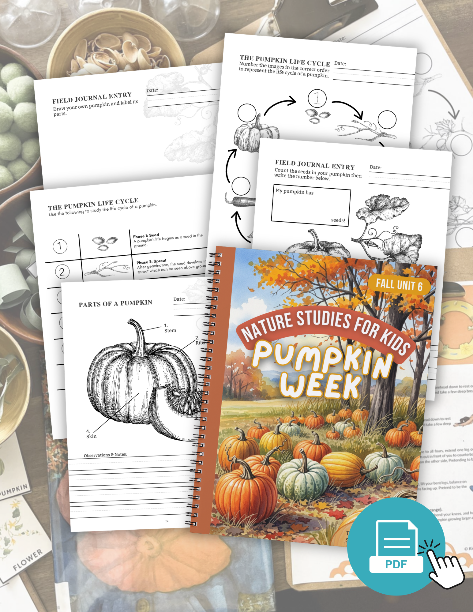 Pumpkins - Autumn Week 6