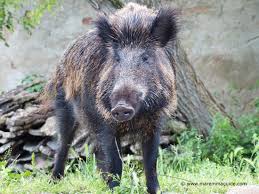 A Tuscan Pig gives a serious glance