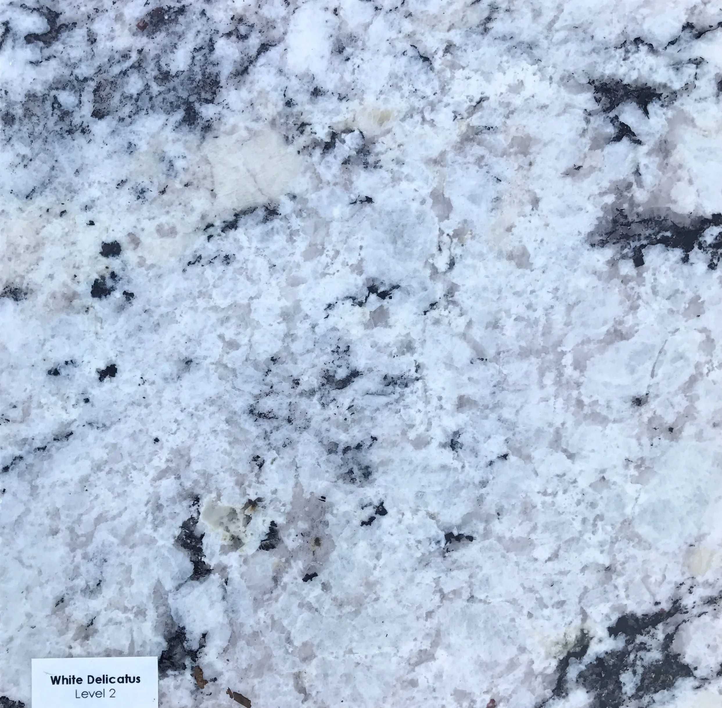 White Delicatus