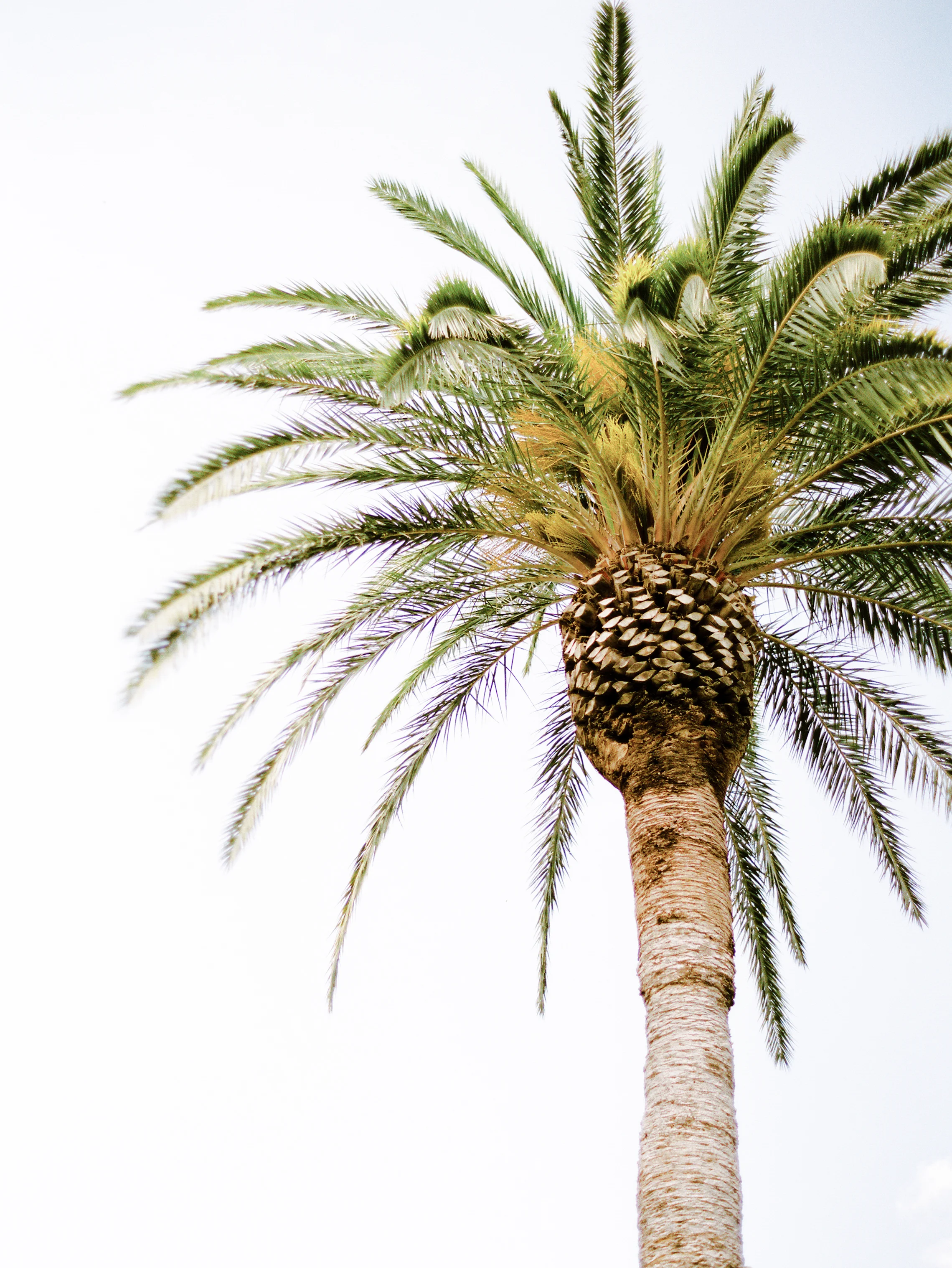 O. Palms
