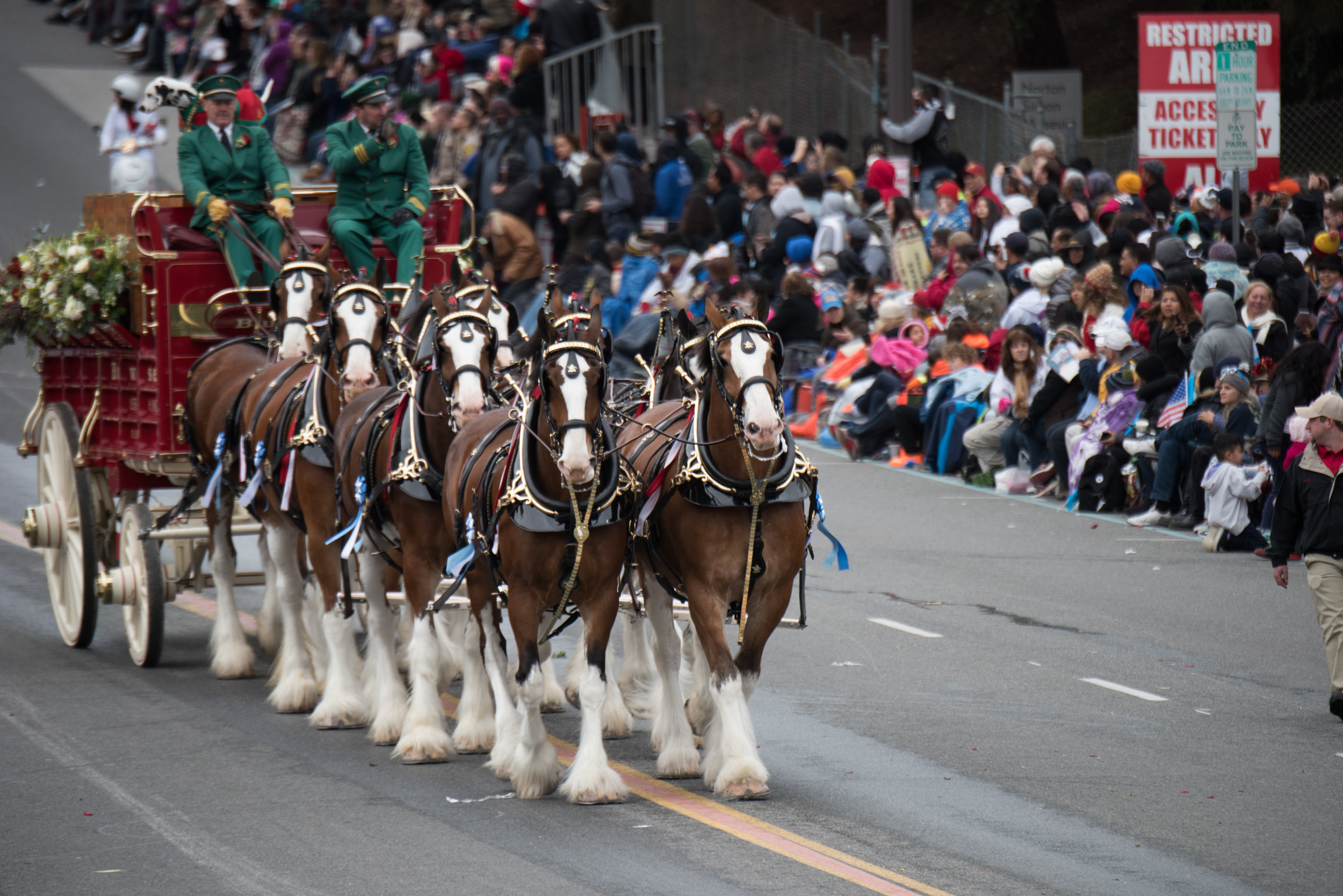 Budweiser Clydesdales