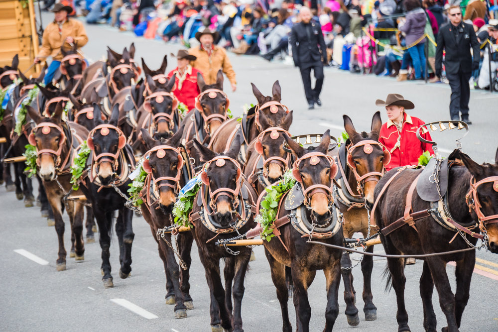 Rose Parade 2017-123.jpg