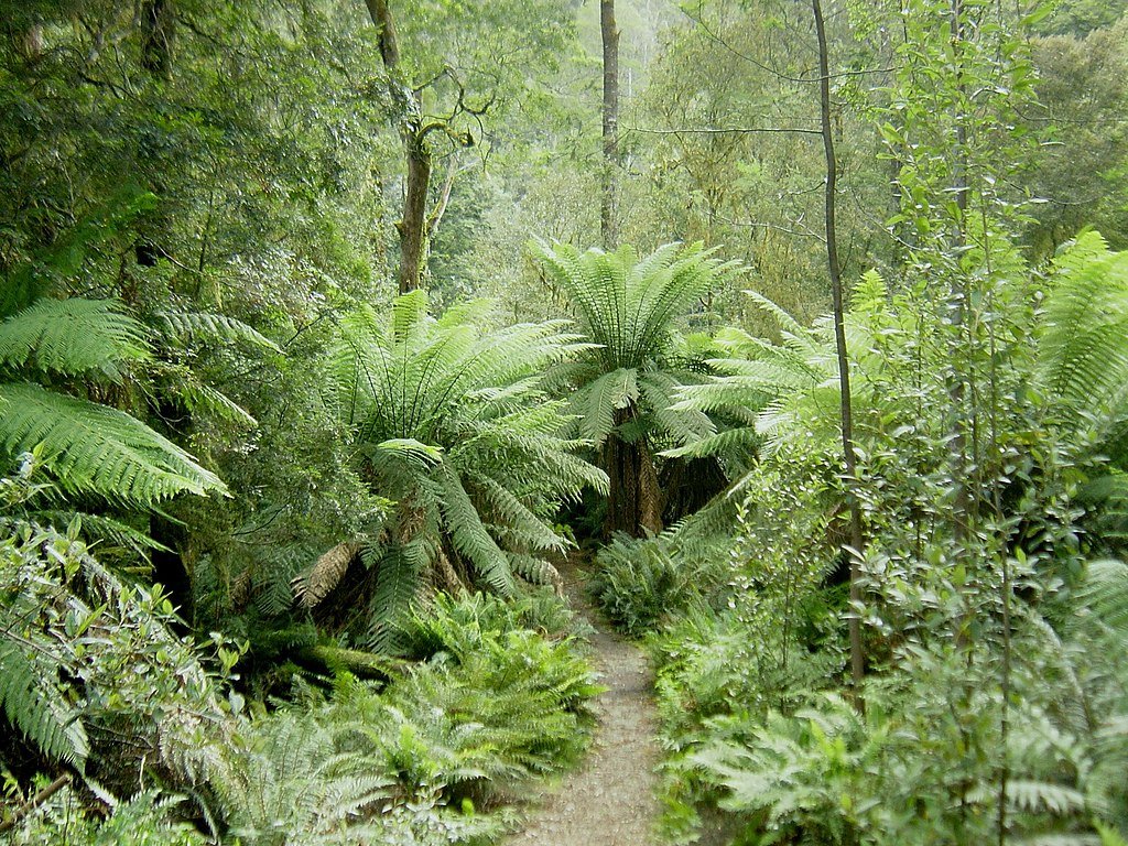 tarkine6.jpg