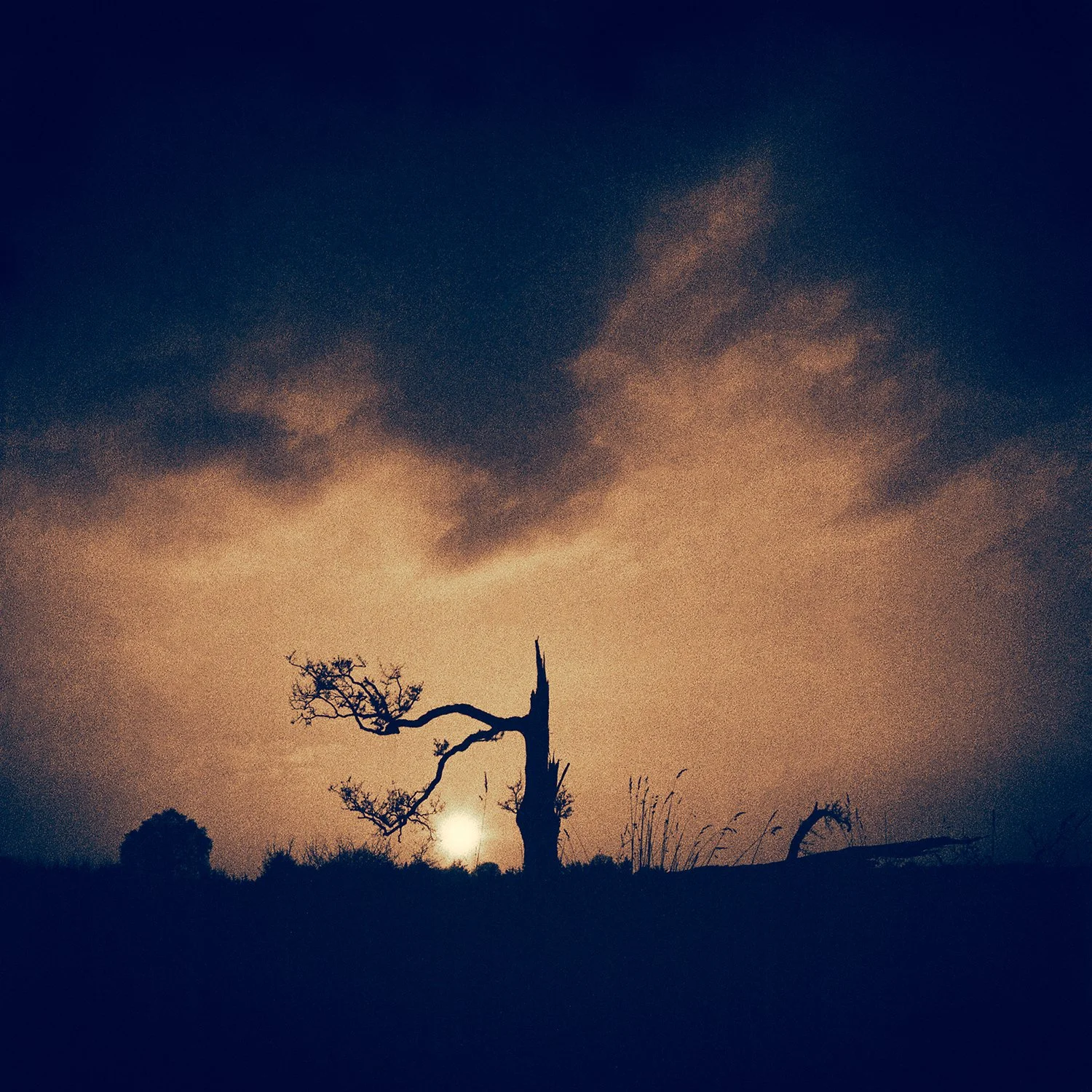 097a_Lightning-tree_full-moon-rising_Wales_aecc2v3_1500_©AndySotiriou2026.jpg