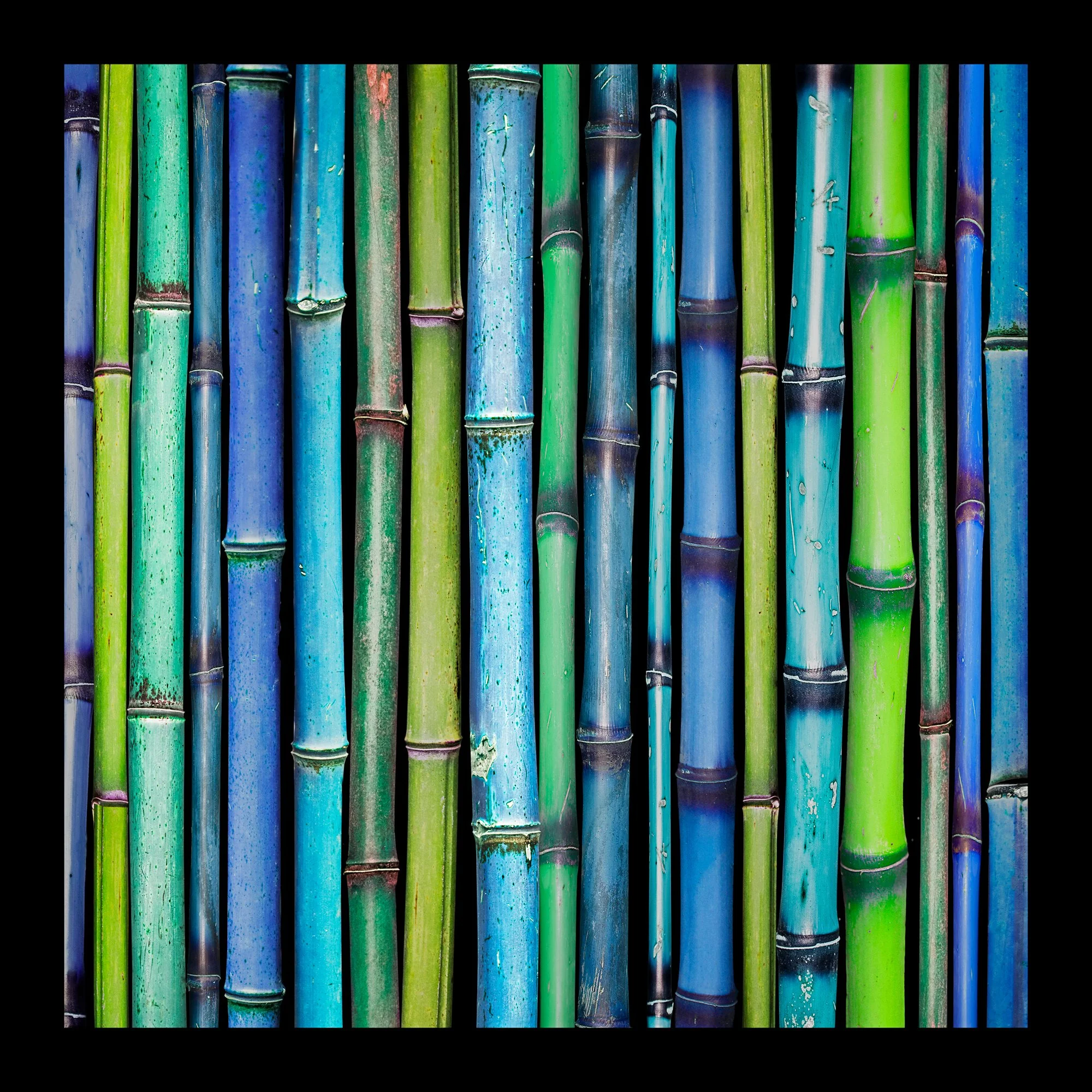 144_Bamboo-Blues_©AndySotiriou2020.jpg