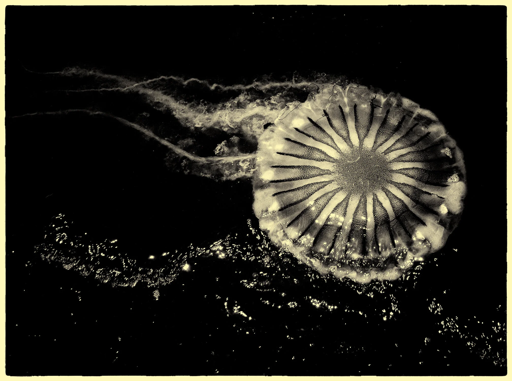 370n_Jellyfish_Paracas_#03_1080290_©AndySotiriou2019.jpg
