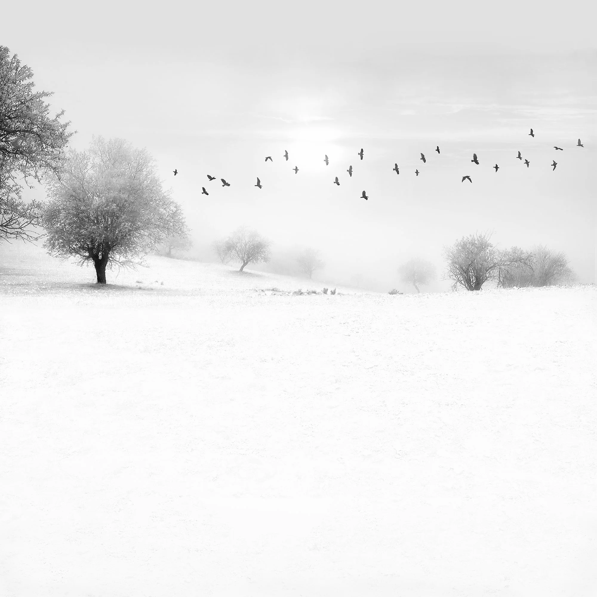 070sn_Snowscape_#11_©AndySotiriou2016.jpg