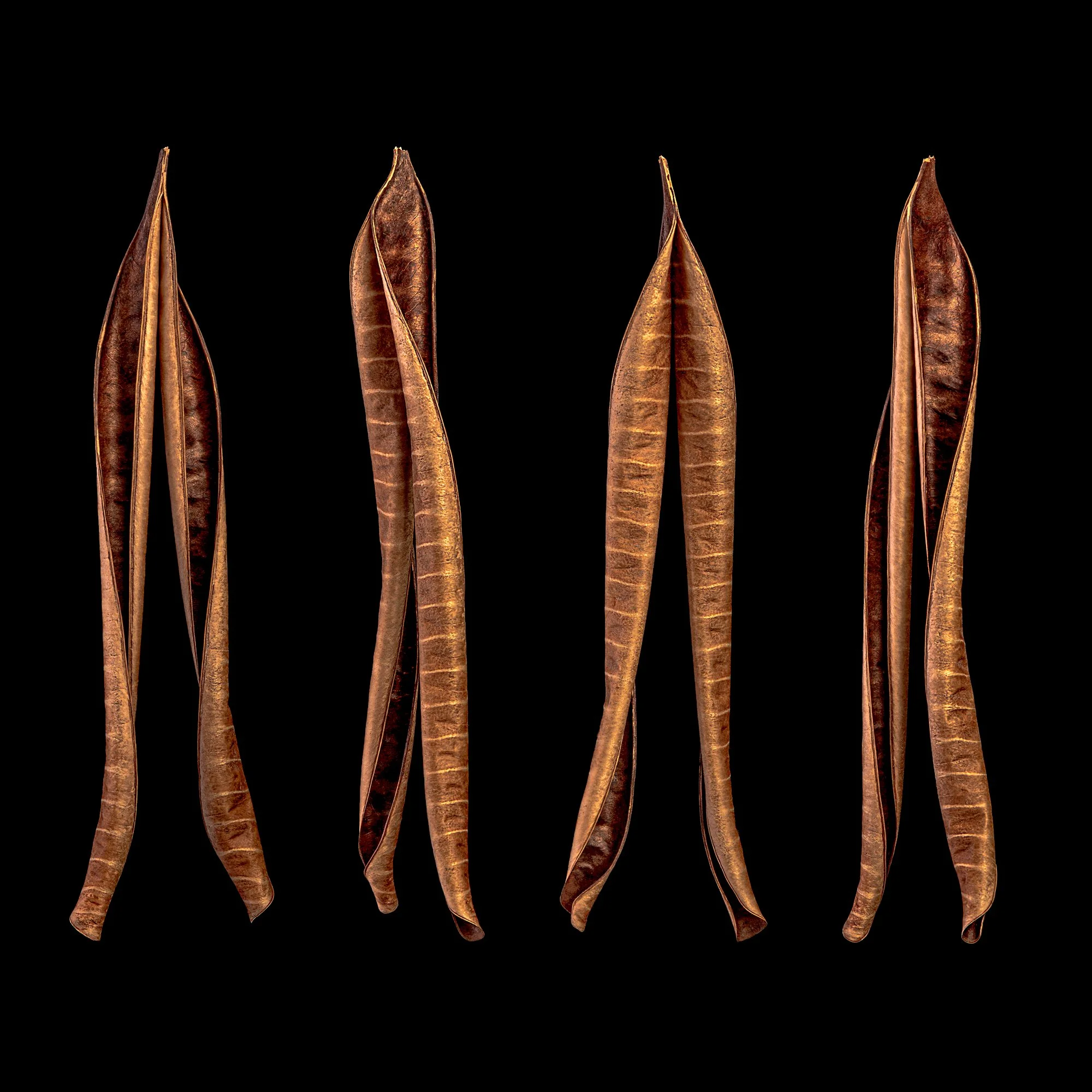 175ns_Seed-pod_DSC4974_©AndySotiriou2020.jpg