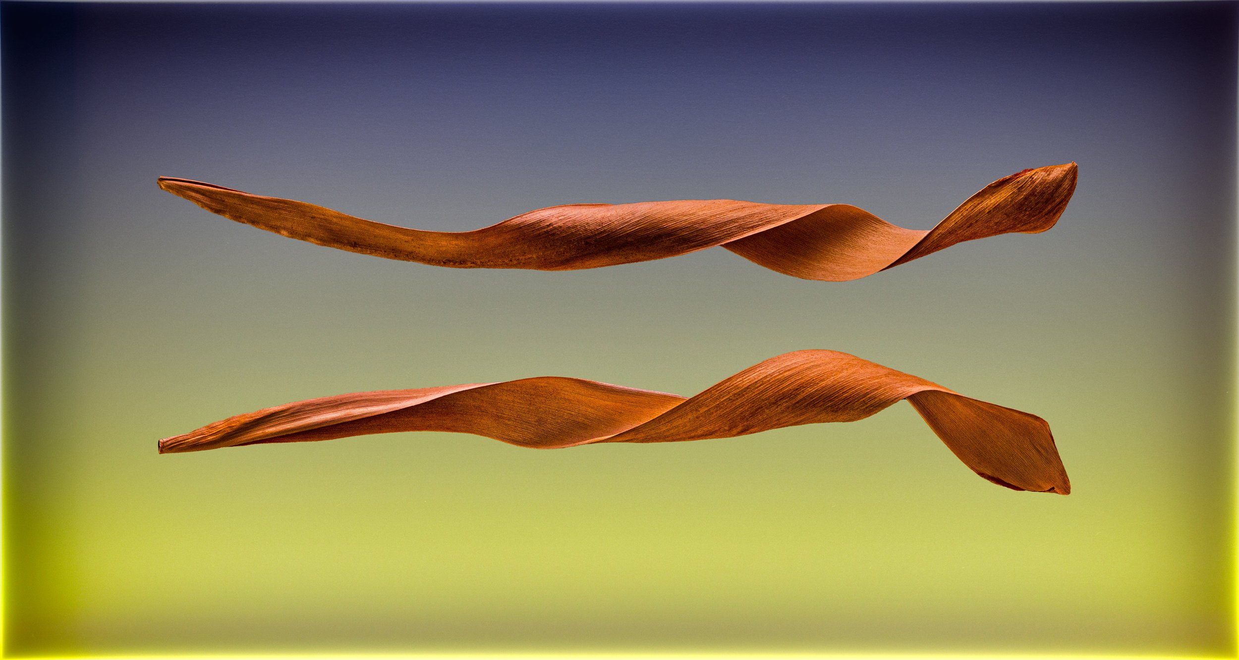 180ns_Leaf-roll_DSC4904_02_©AndySotiriou2020.jpg